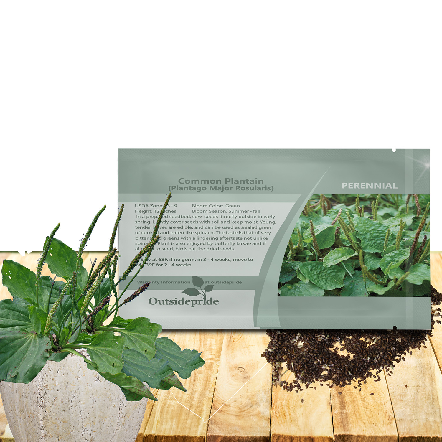 Common Plantain Seed Packet