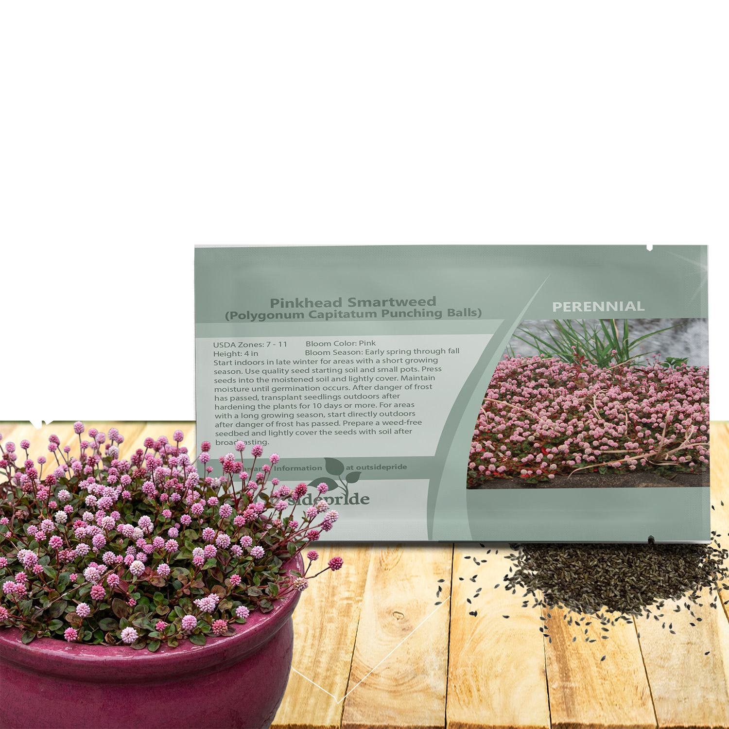 Polygonum Flower Seed Packet