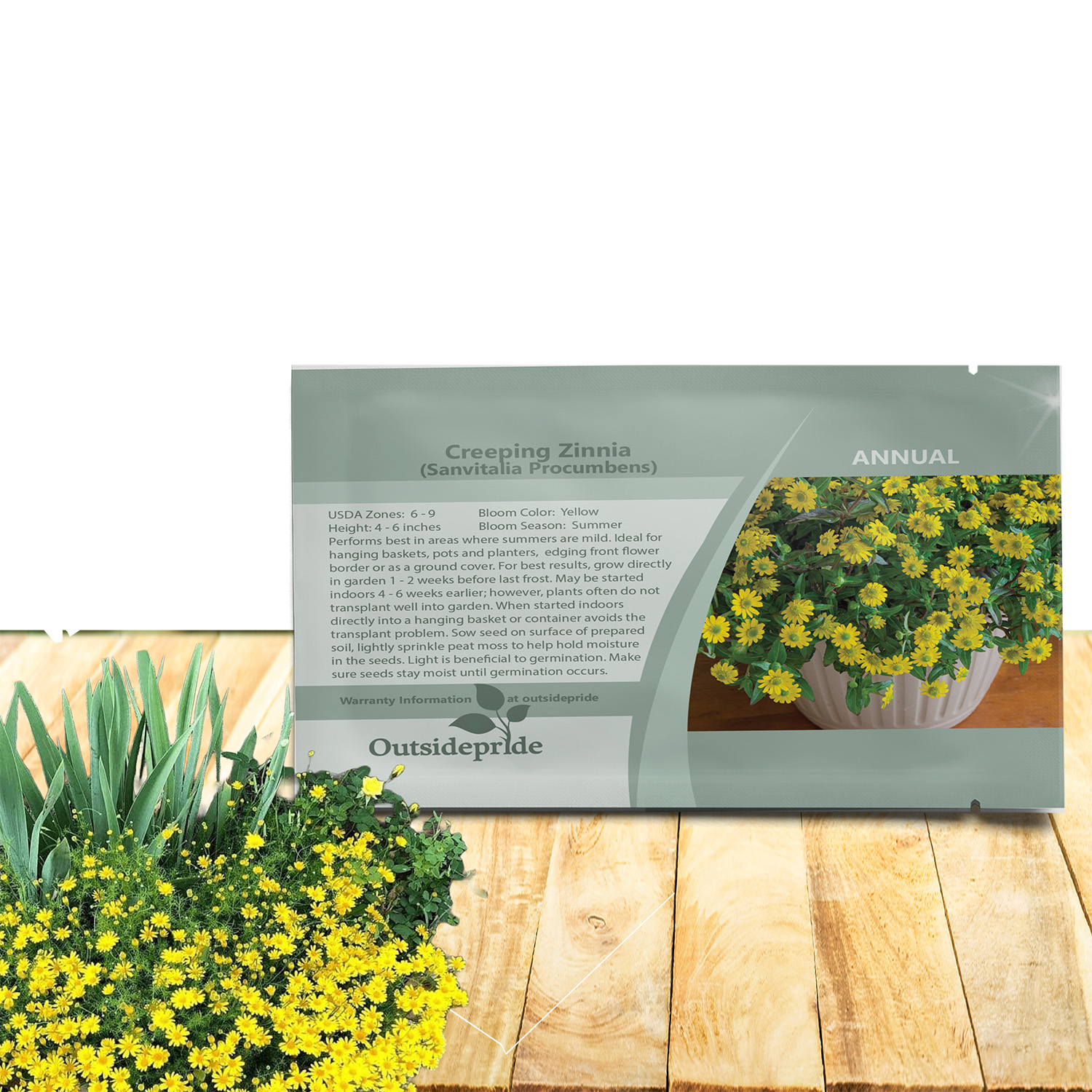 Dahlberg Daisy Seed Packet