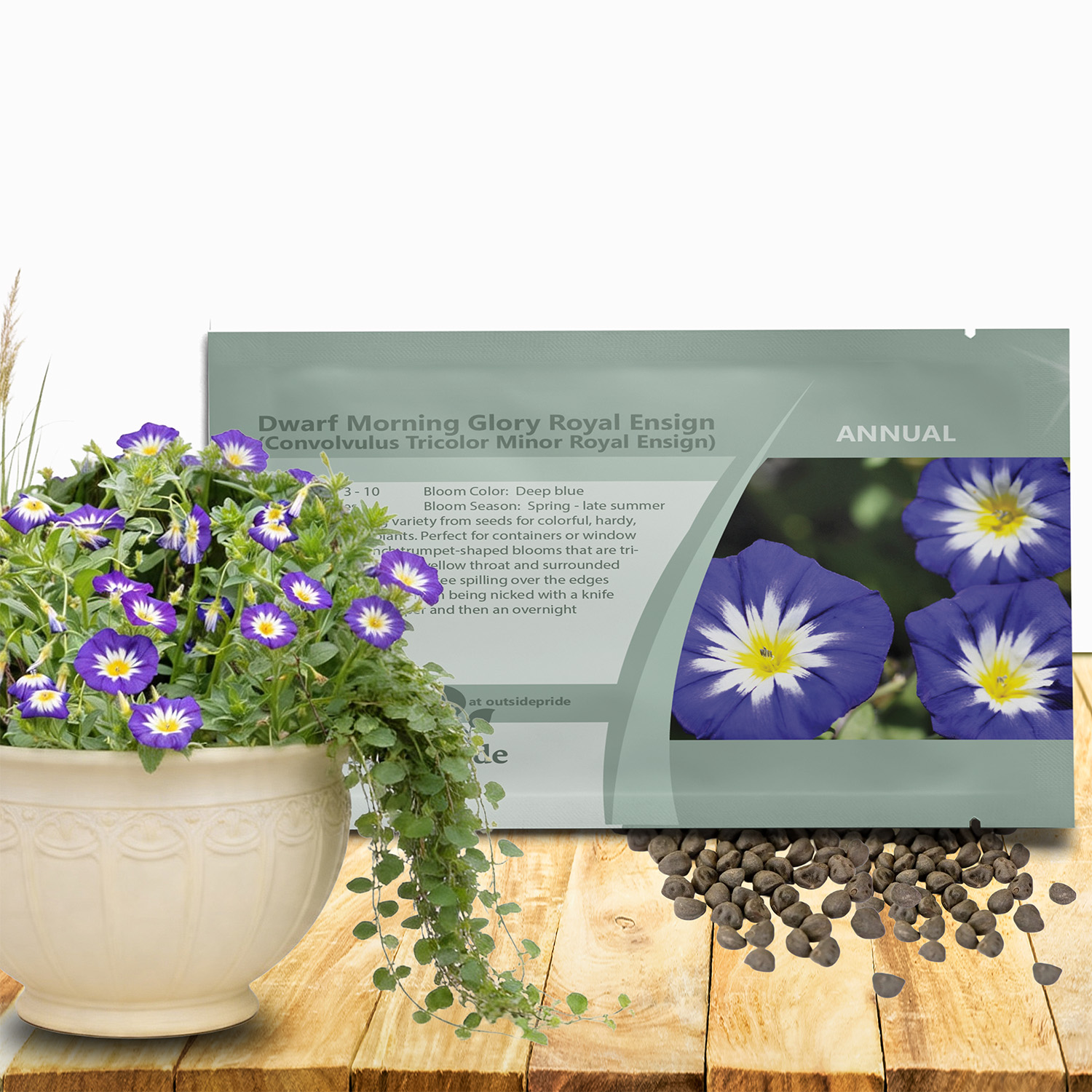 Royal Ensign Morning Glory Seed Packet