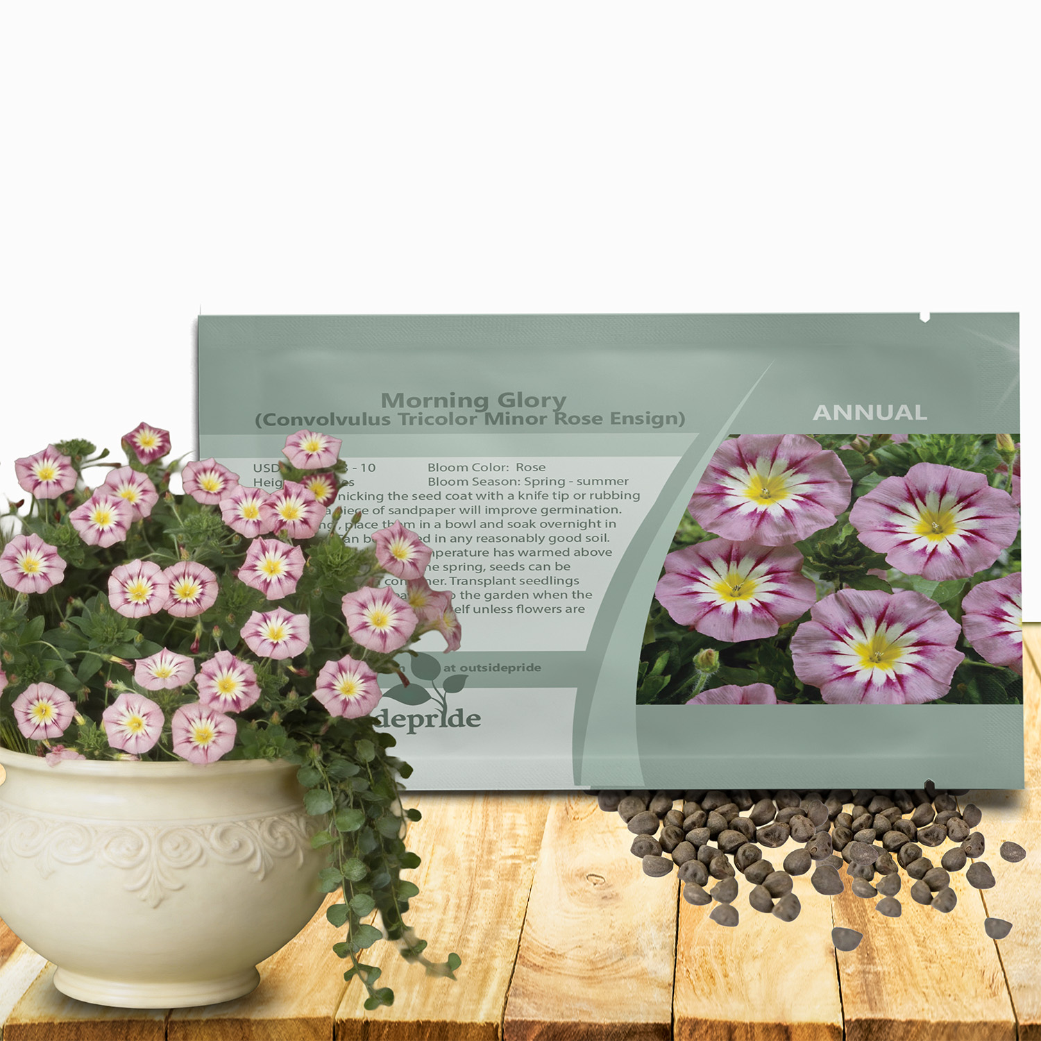 Dwarf Rose Ensign Morning Glory Seed Packet