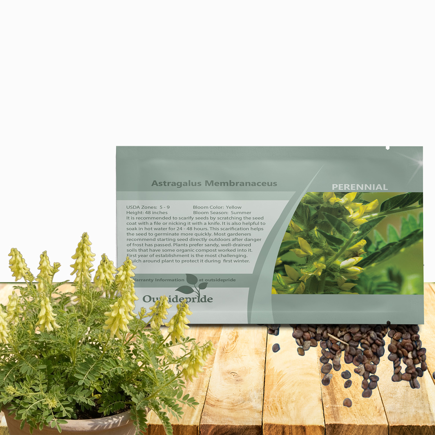 Astragalus Seed Packet