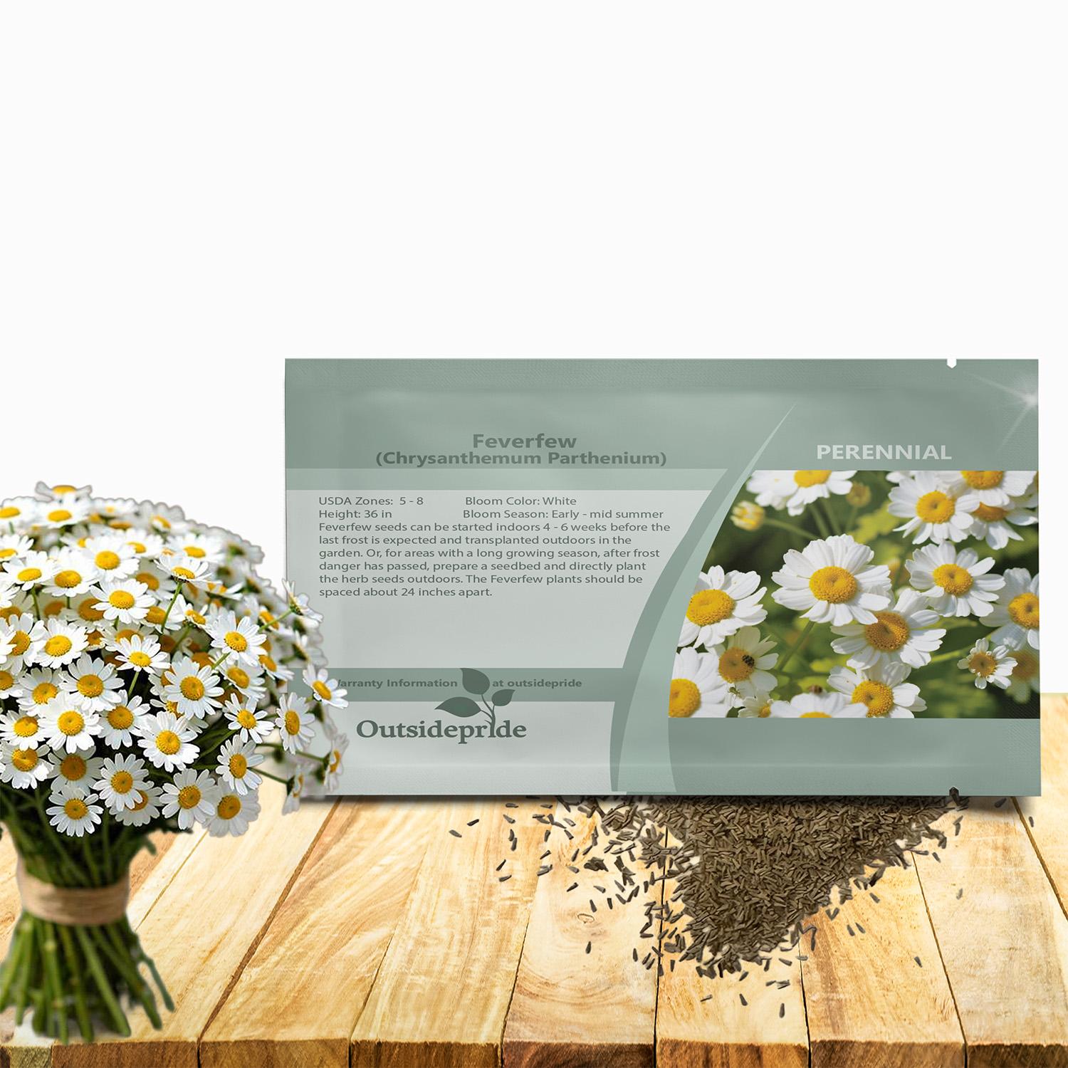 Chrysanthemum Parthenium Feverfew Herb