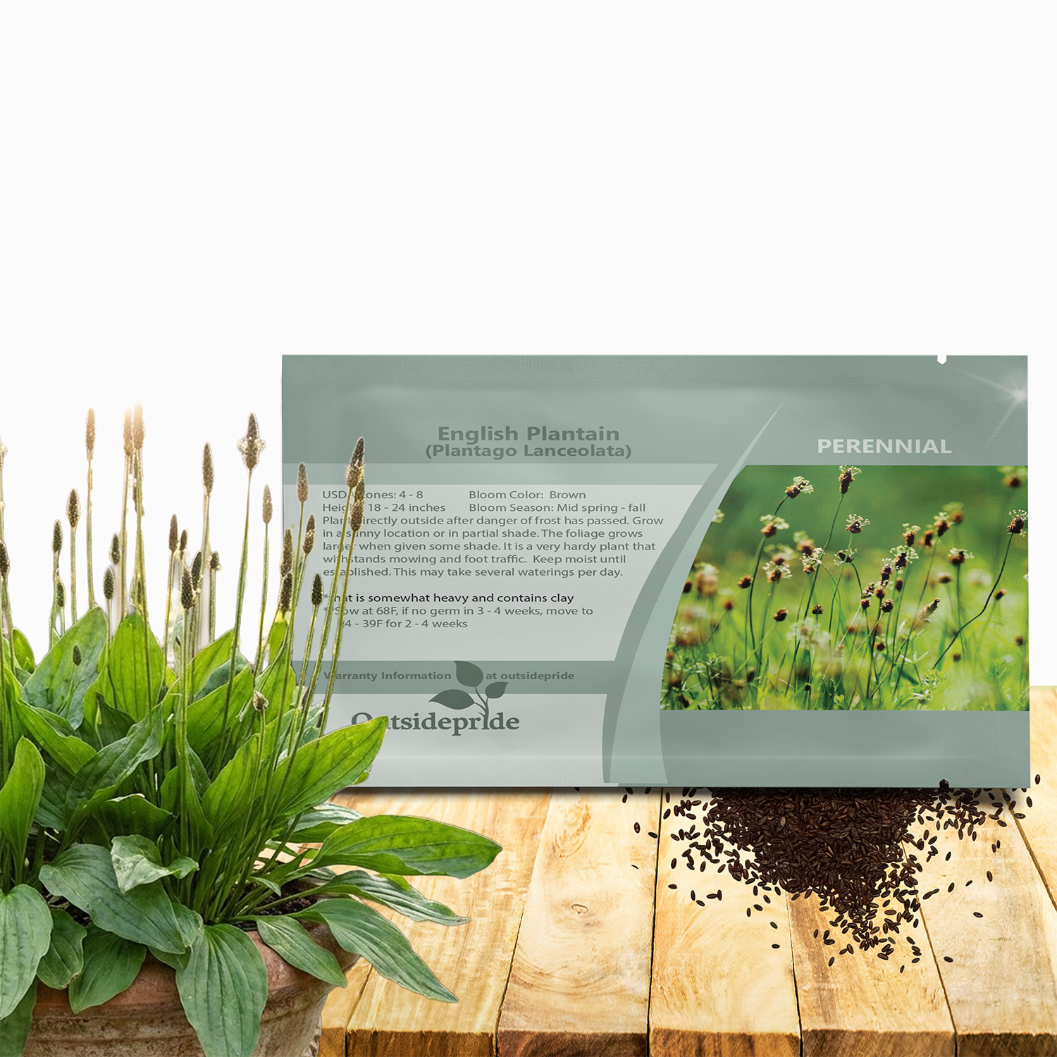 Plantago Lanceolata Seed Packets