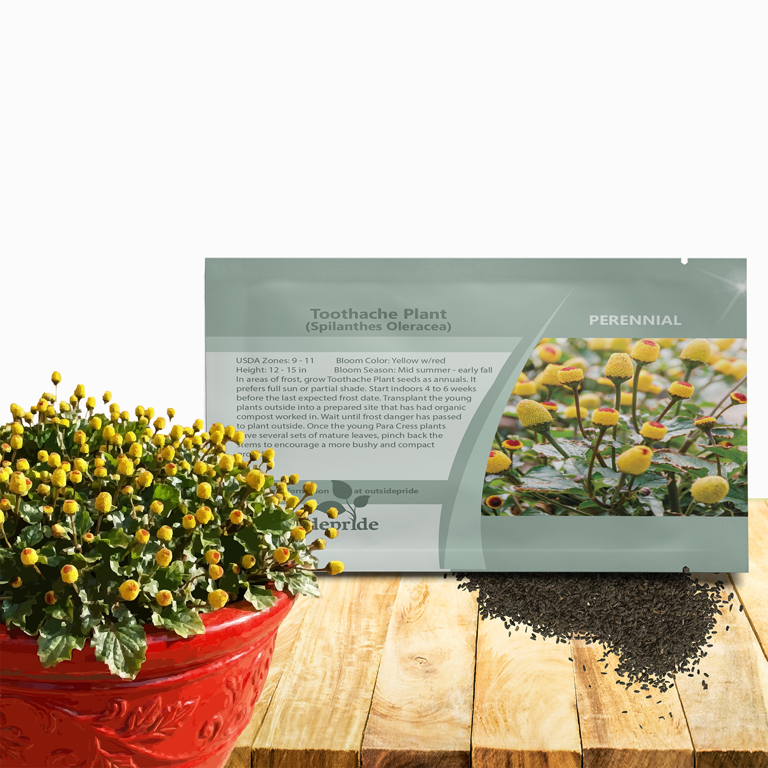 Toothache Plant Herb Seed Packet For Planting