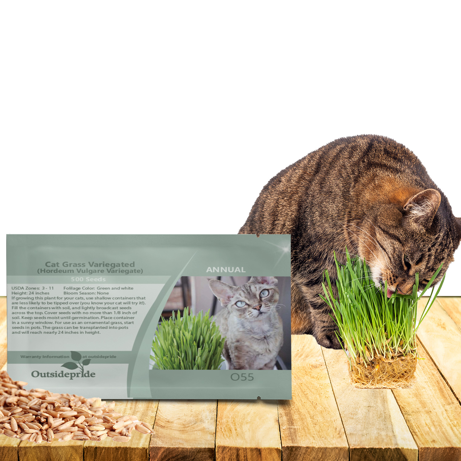 Hordeum Vulgare Cat Grass Seed Packet