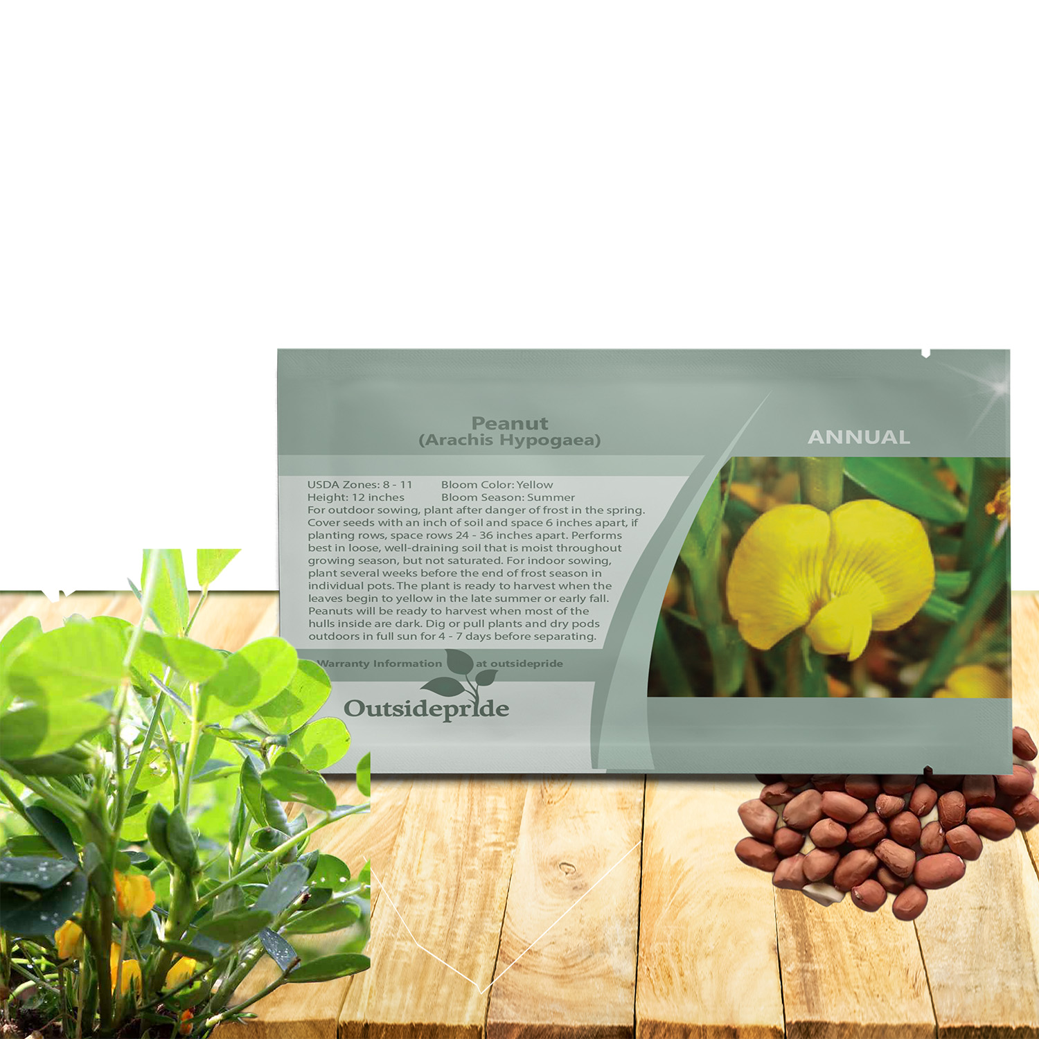 Peanut Seed For Planting