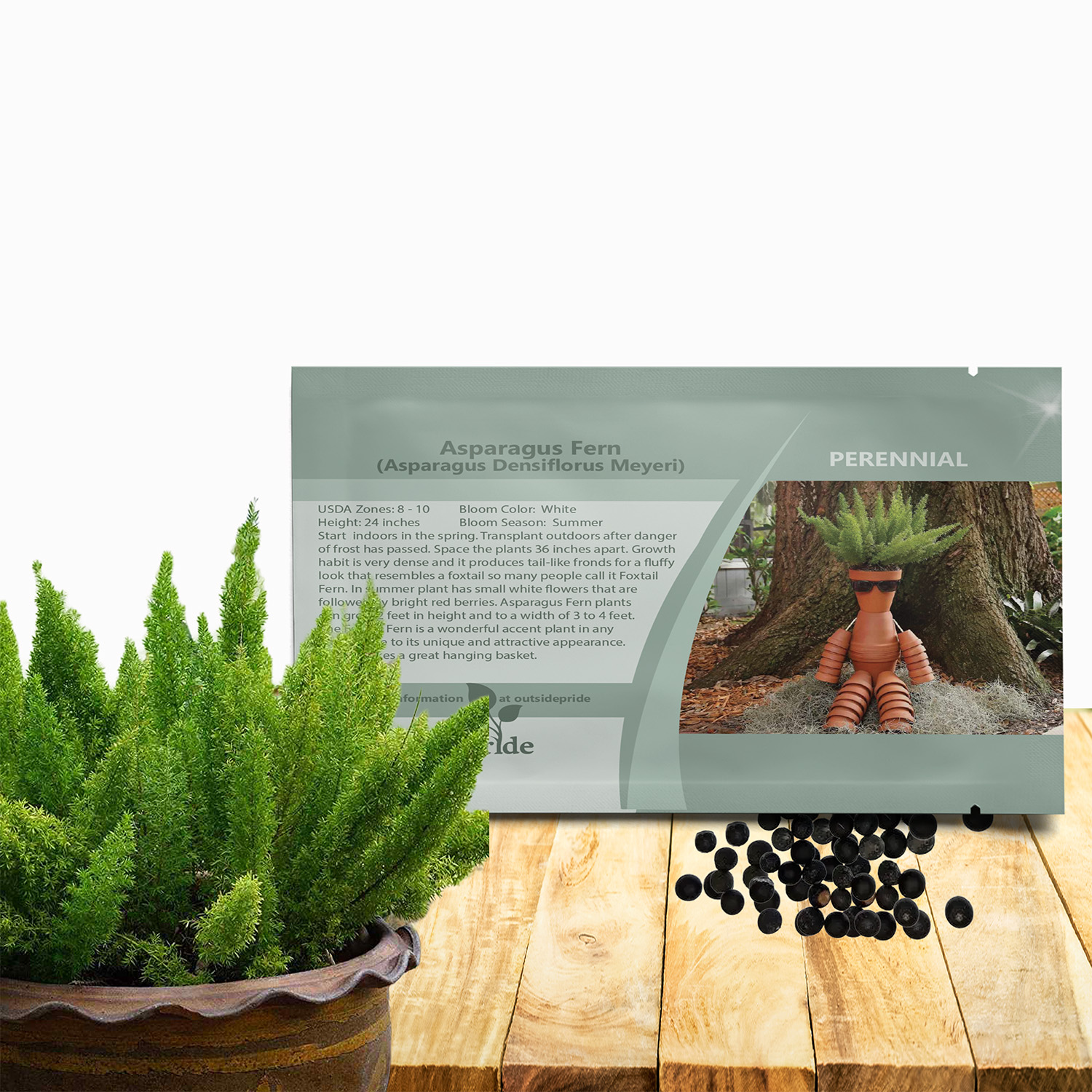 Asparagus Fern Meyeri Seed Packet For Planting