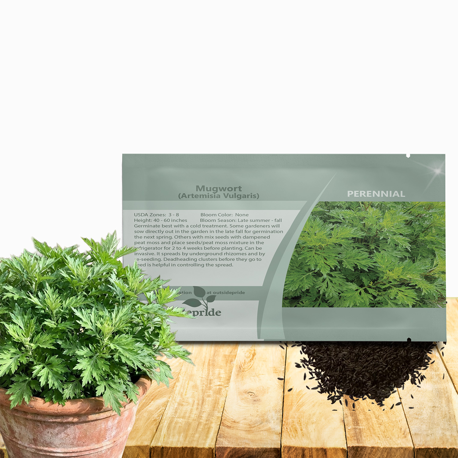 Mugwort Seeds For Planting