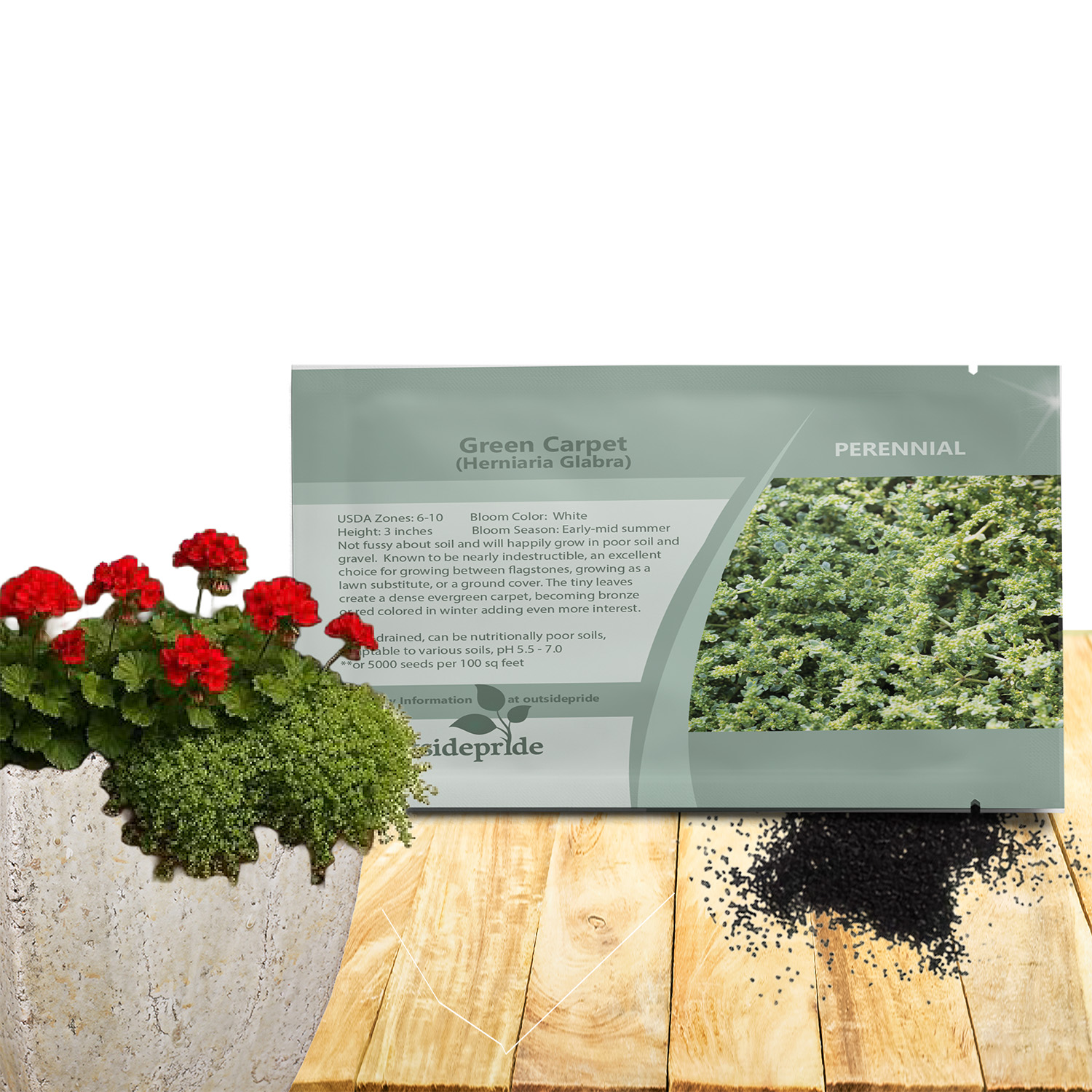 Herniaria Rupturewort Ground Cover