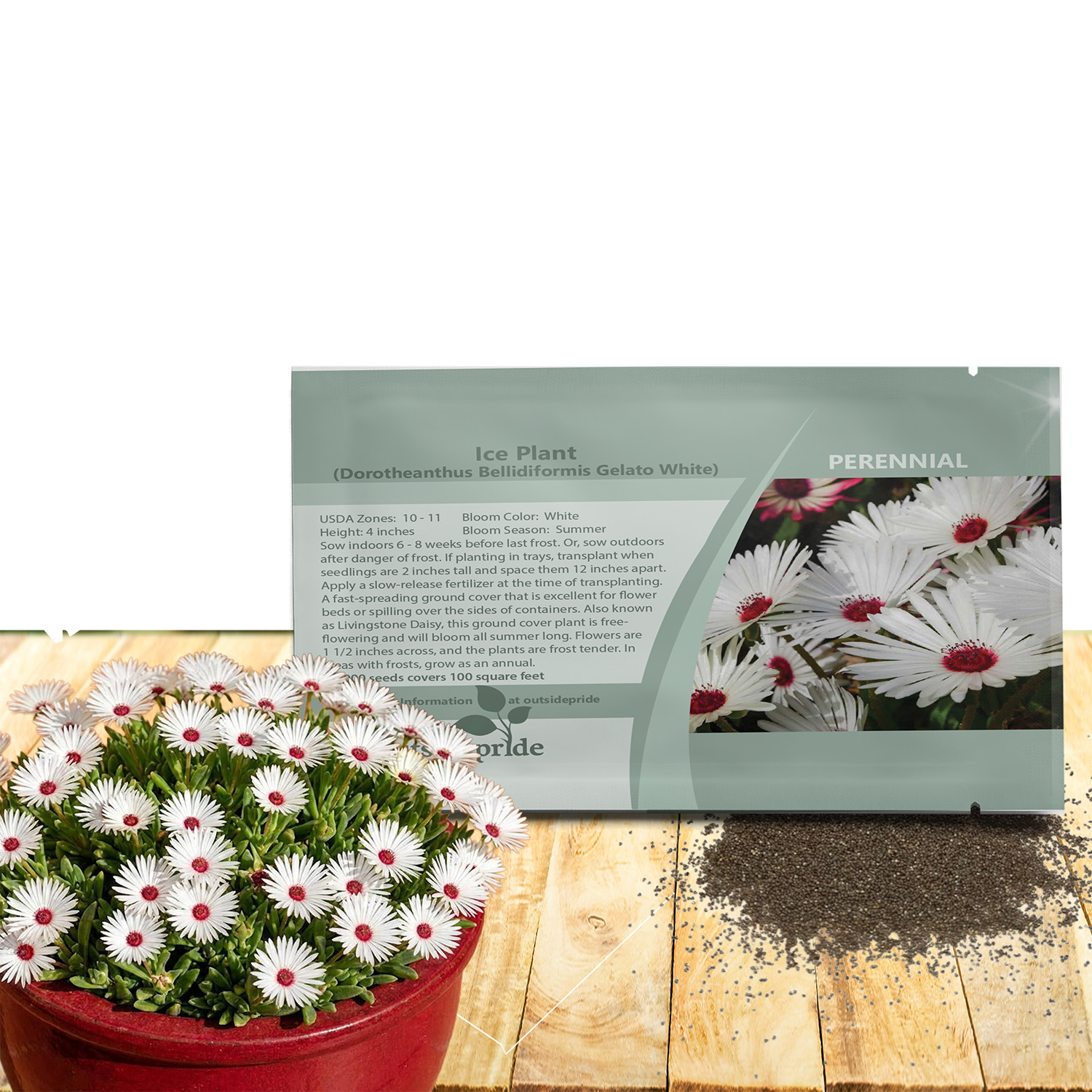 Ice Plant White Ground Cover Seed Packet