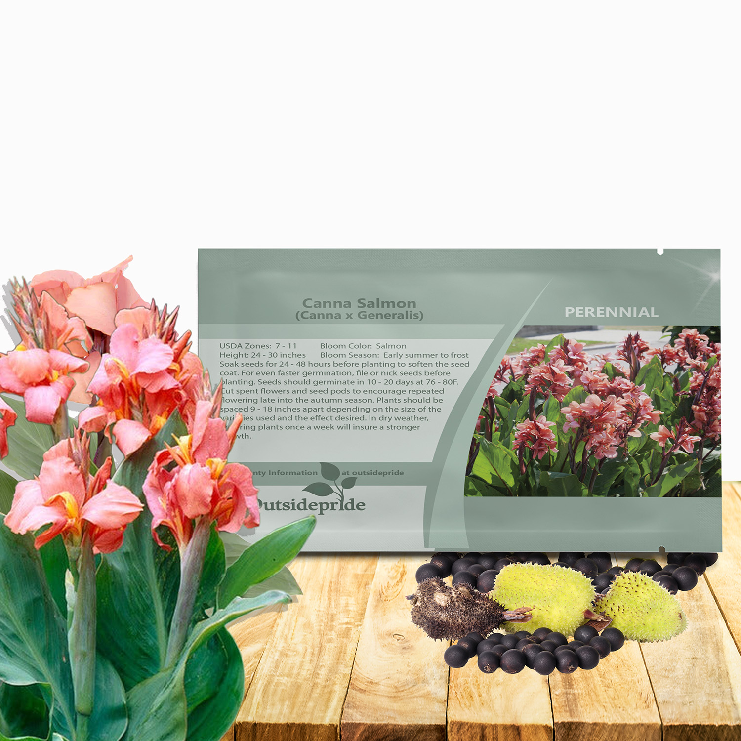 Canna Salmon Flower Seed Packet For Planting