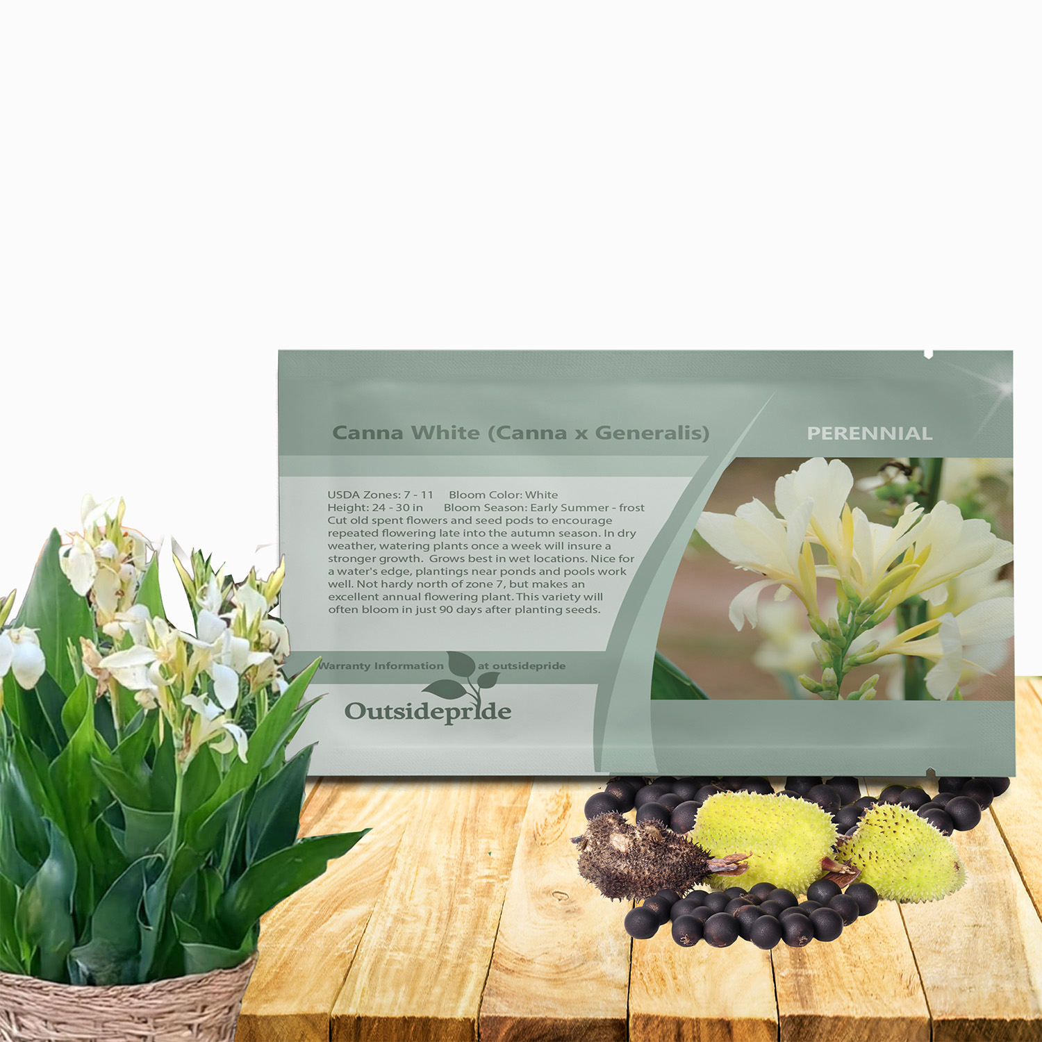 Canna White Flower Seed Packet For Planting