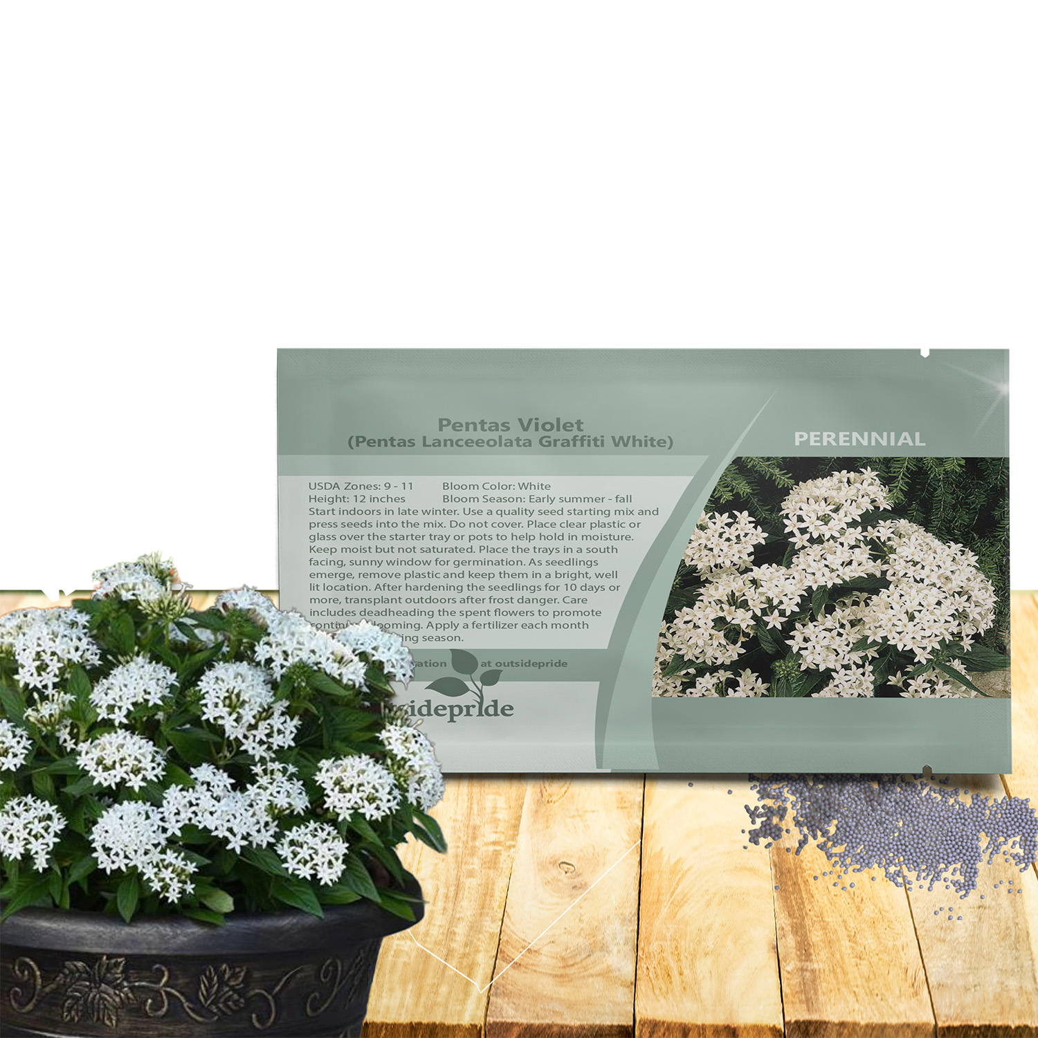 Pentas White Flower Seeds For Planting