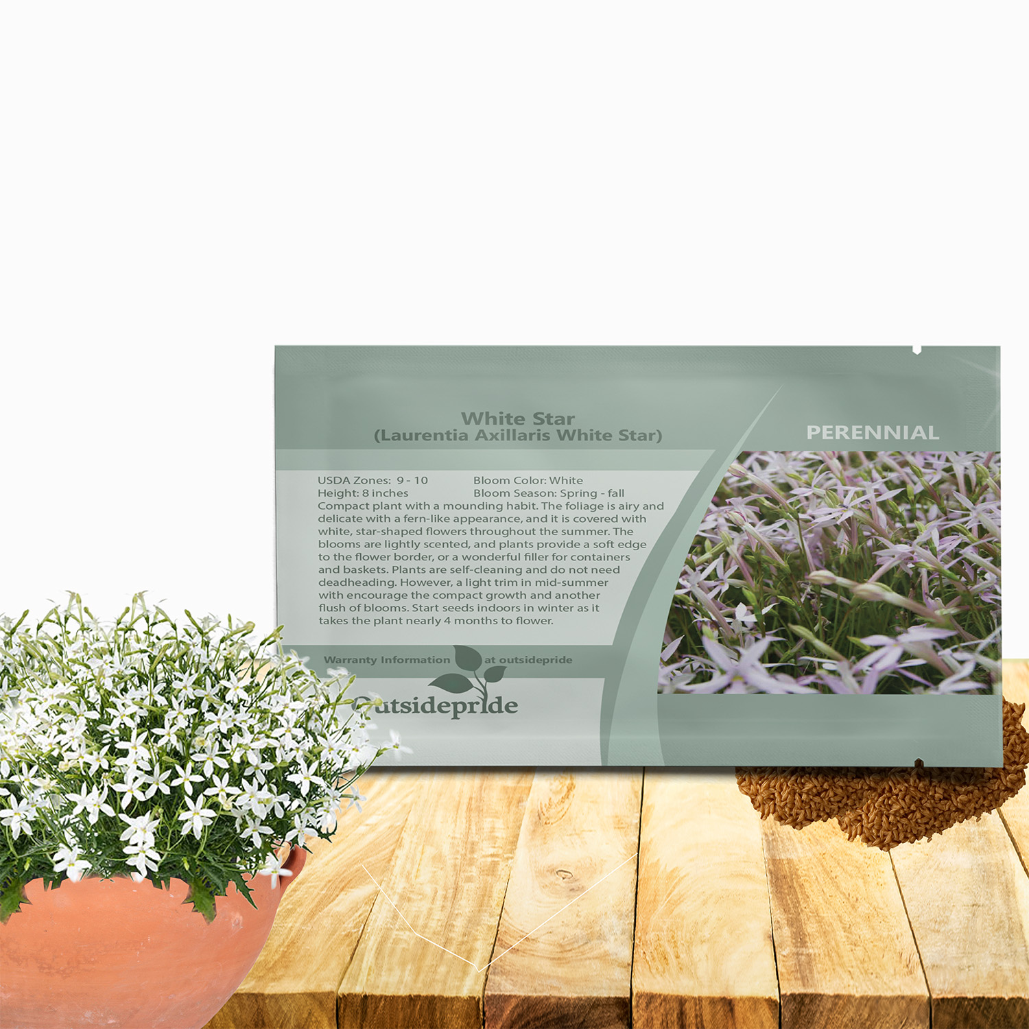 Laurentia White Flower Seed For Planting