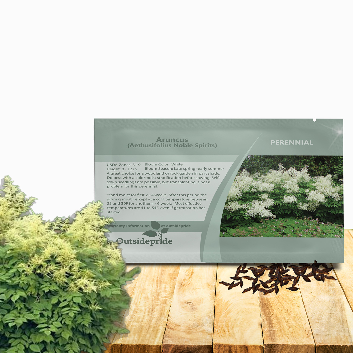 Aruncus Noble Spirit Flower Seed Packet For Planting
