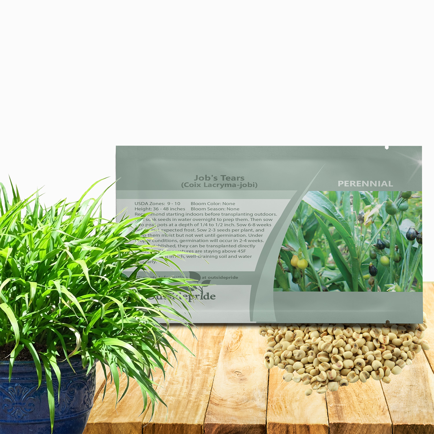 Coix Flower Seed Packet For Planting