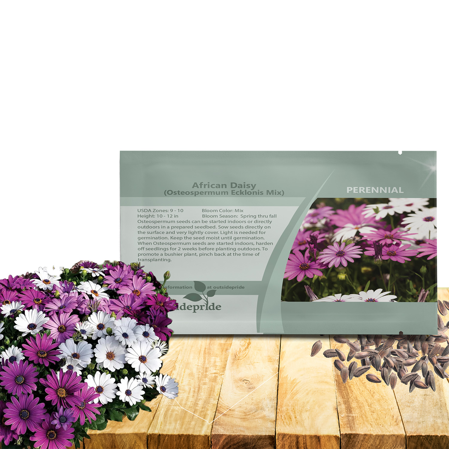 Osteospermum Ecklonis Flower Seed Packet