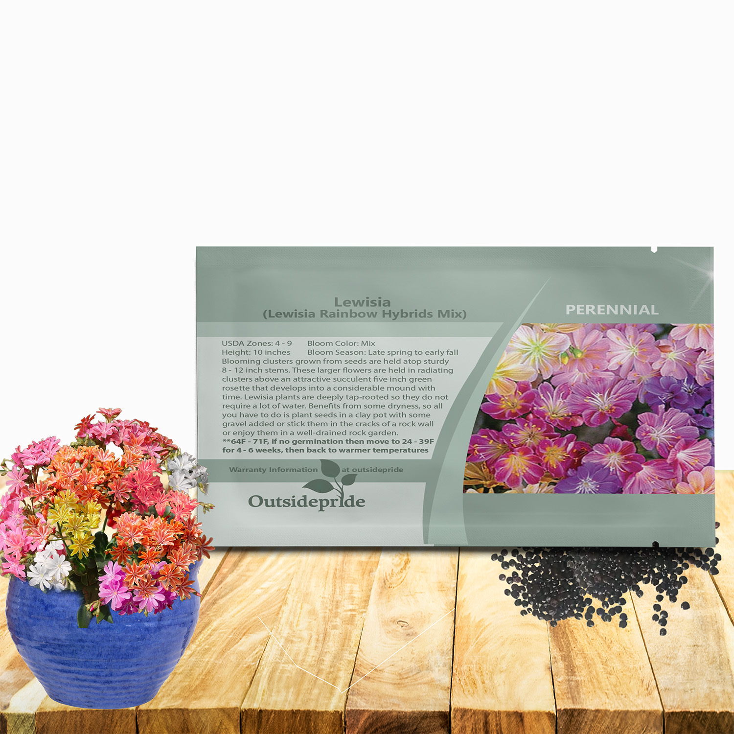 Lewisia Rainbow Flower Seed For Planting