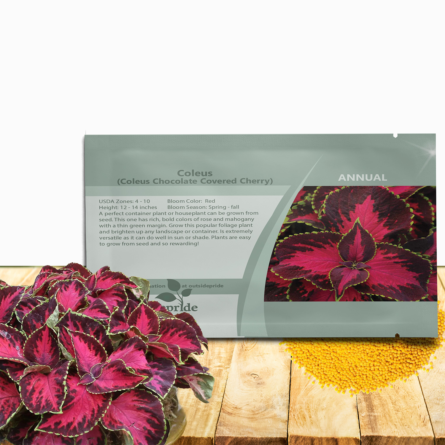 Coleus Chocolate Covered Cherry Seed Packets