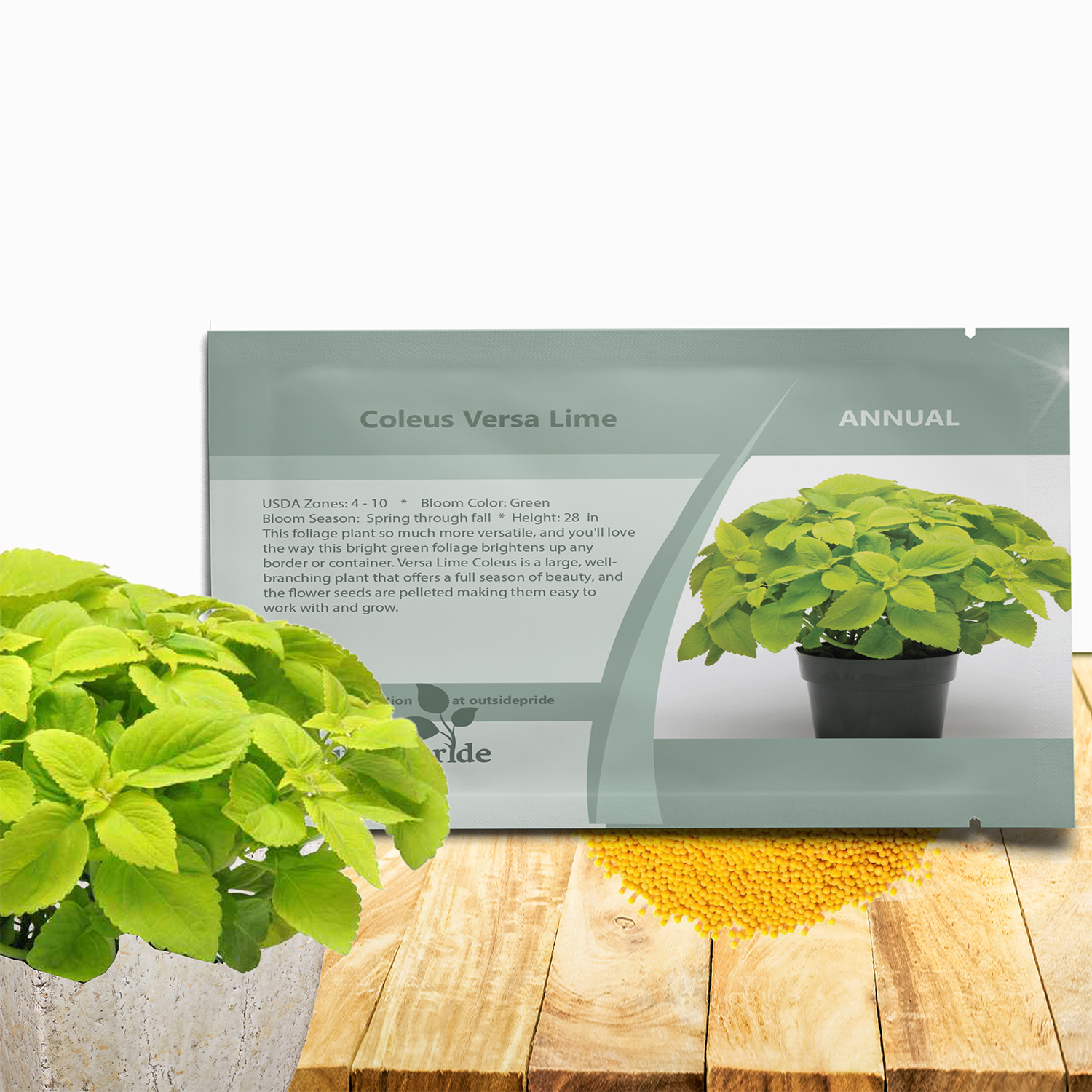 Coleus Lime Seed Packet