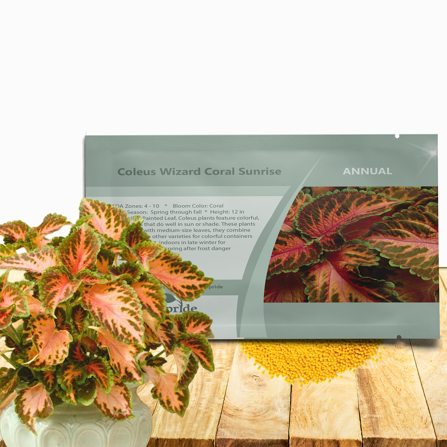 Coleus Coral Sunrise Seed Packet