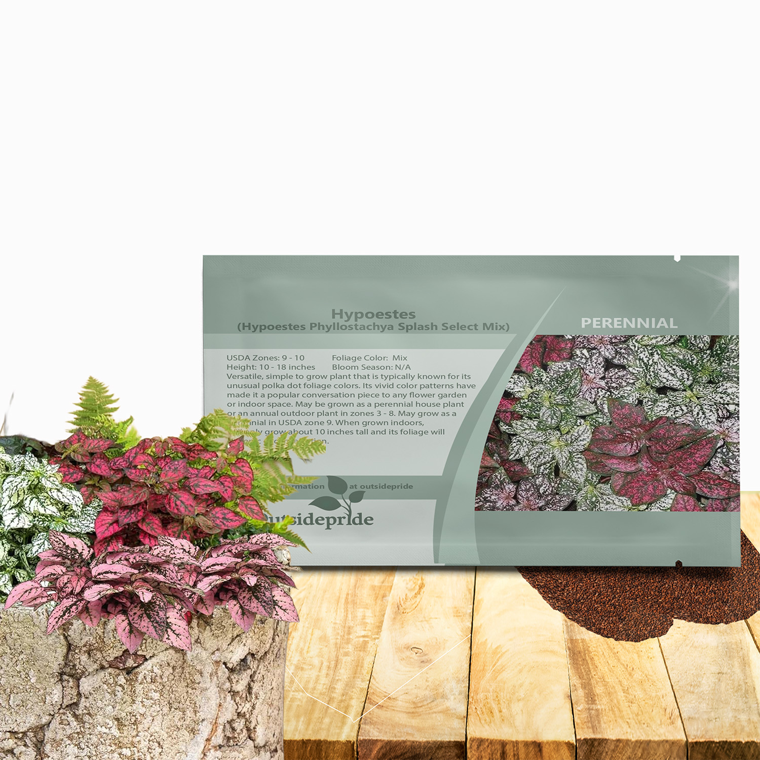 Hypoestes Splash Seed Packet Mix