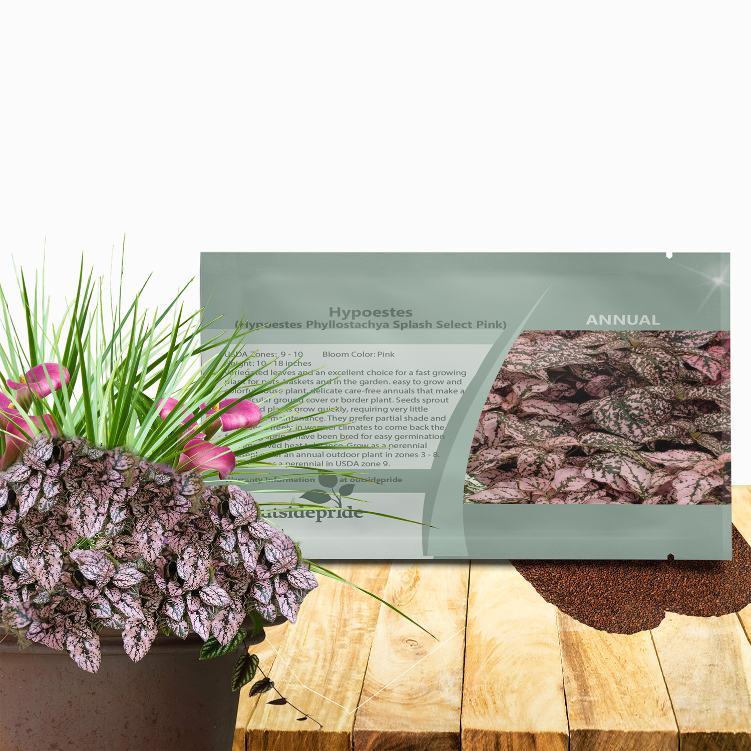 Hypoestes Pink Seed Packet