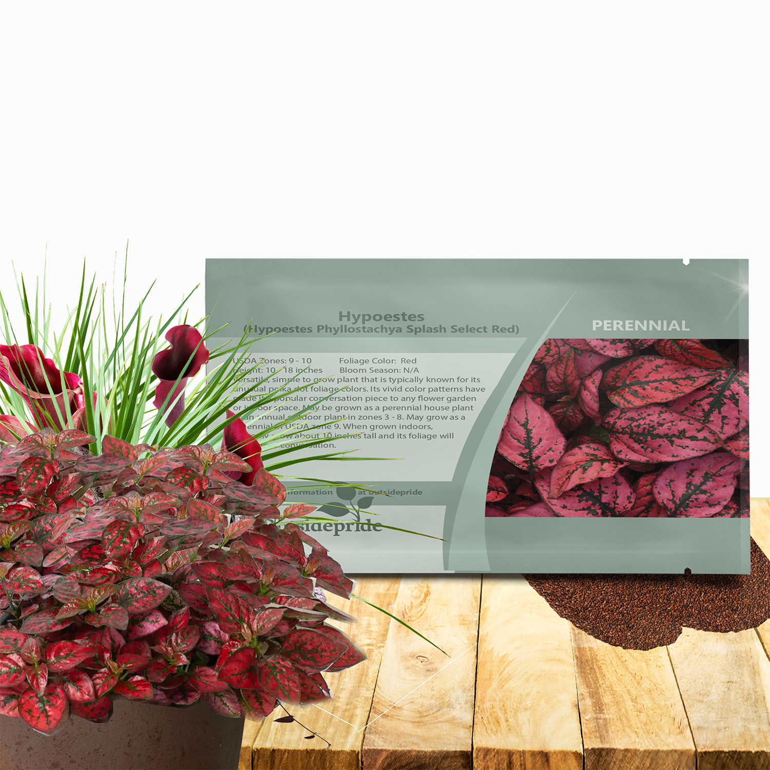 Hypoestes Splash Red Seed Packet