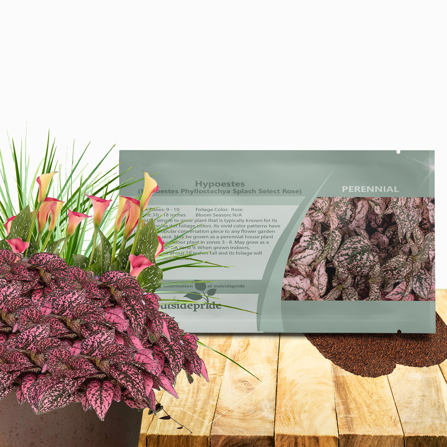 Hypoestes Splash Rose Seed Packet