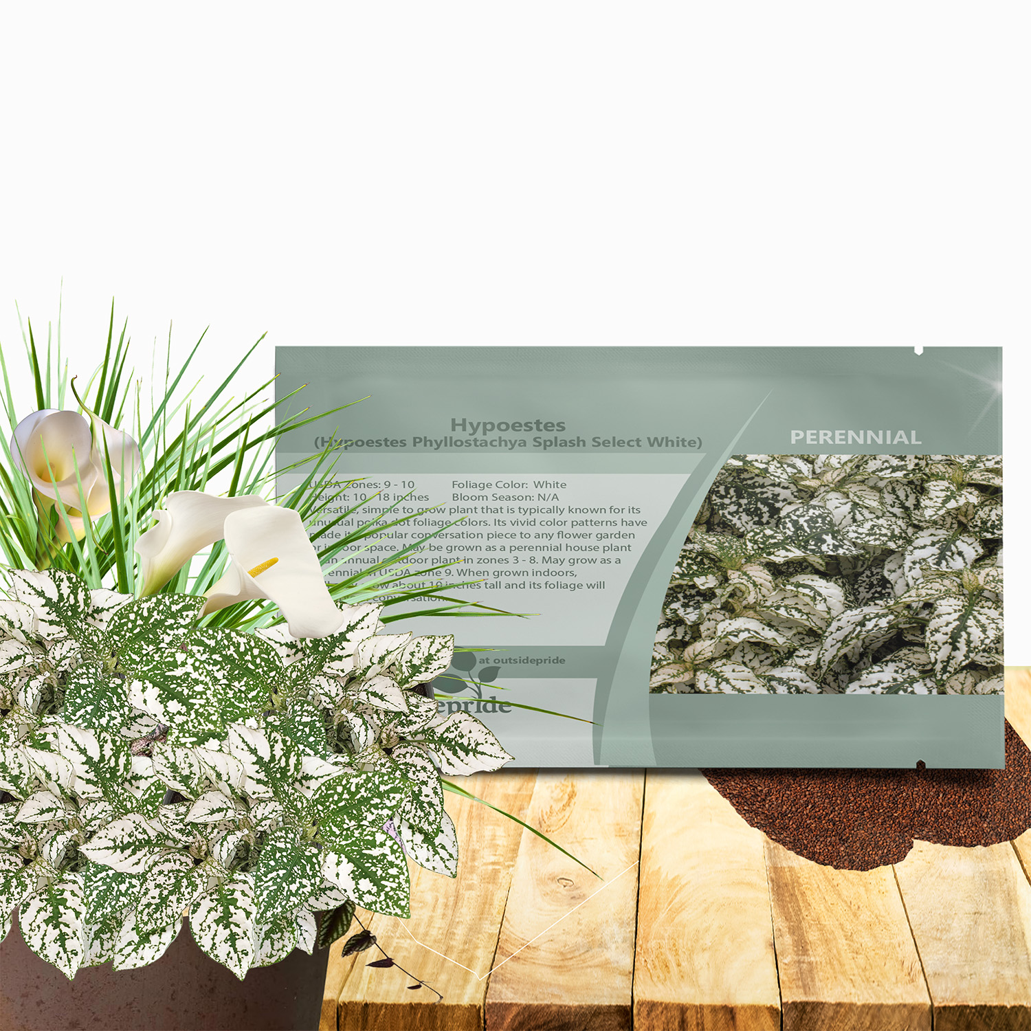 Hypoestes Splash White Seed For Planting