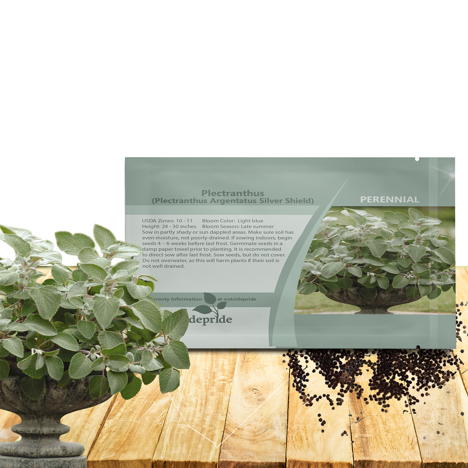 Plectranthus Silver Shield Seeds For Planting