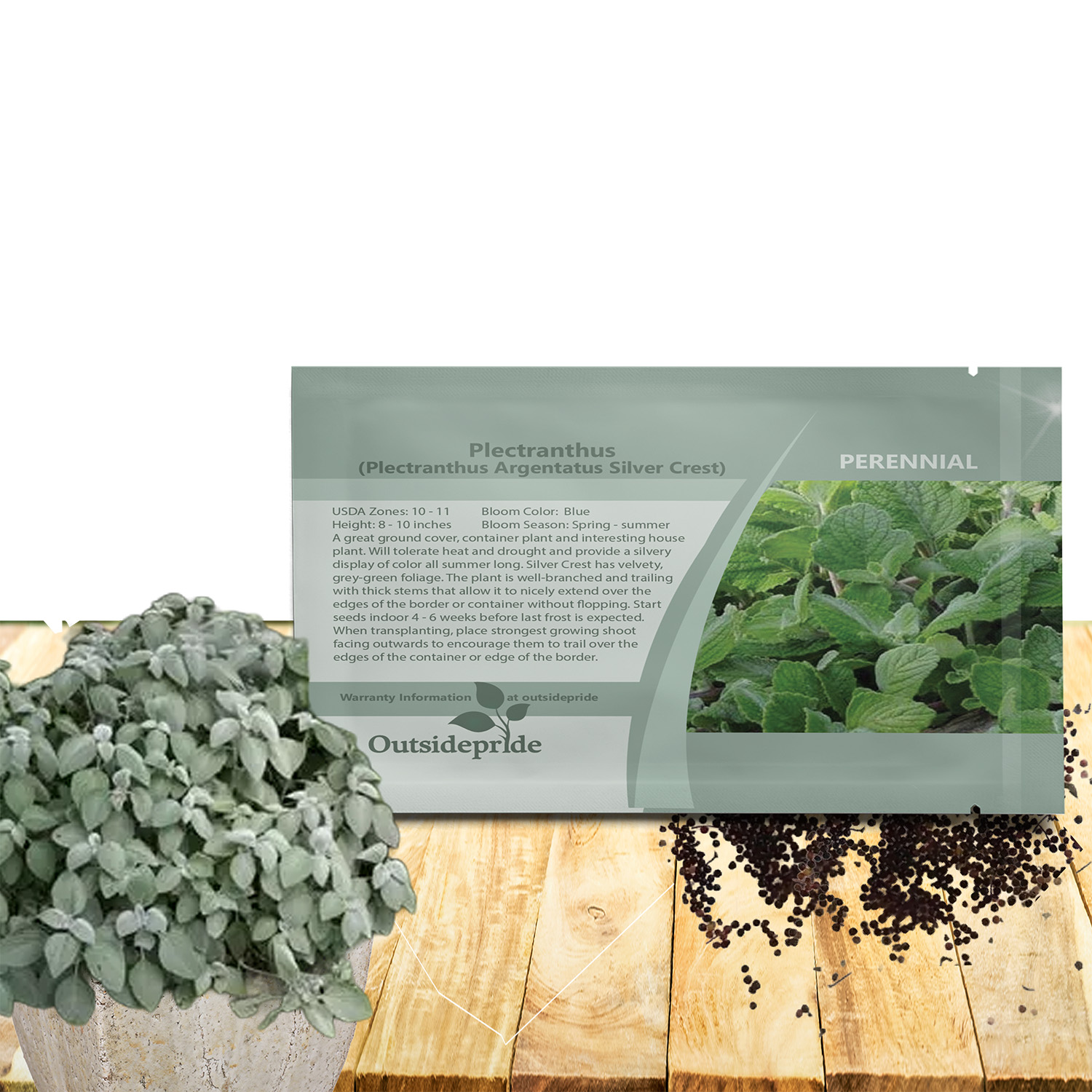 Plectranthus Silver Crest Seed Packet