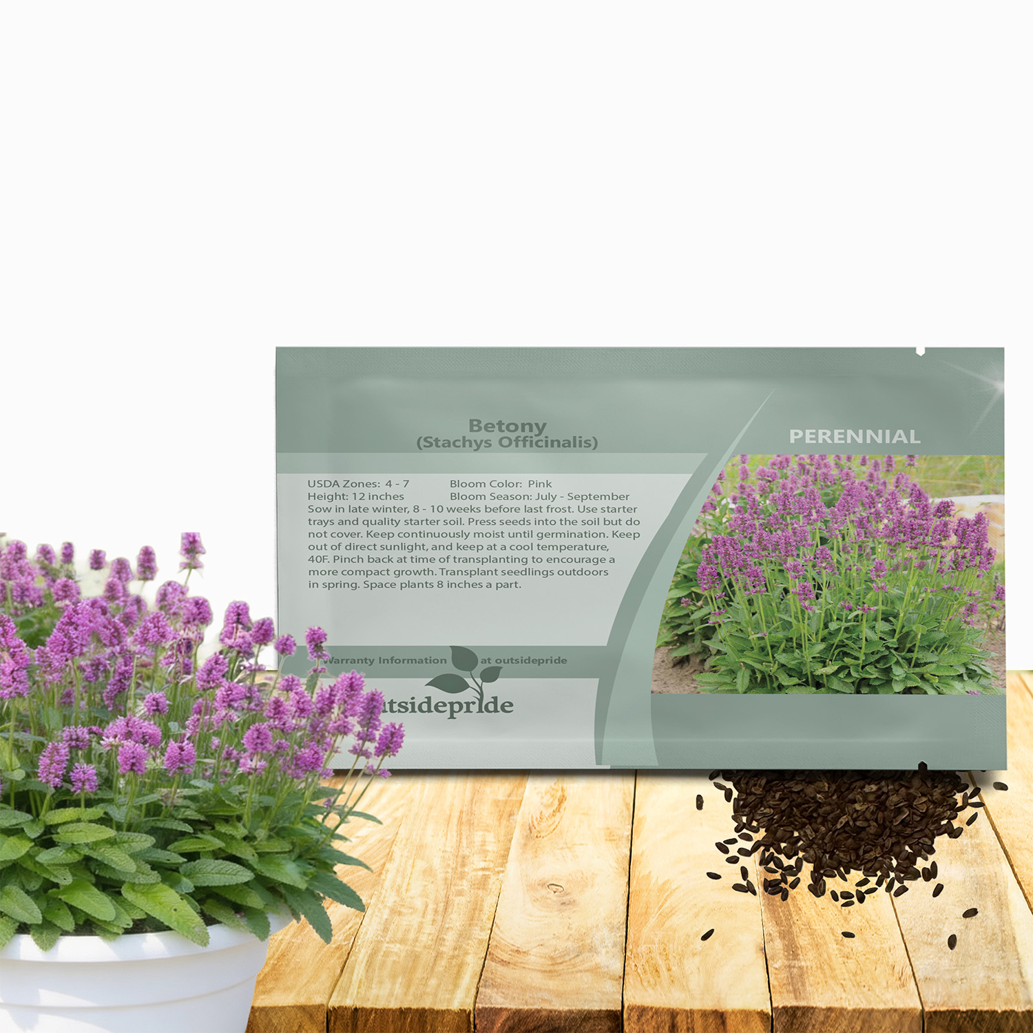 Betony Flower Seed Packing For Planting