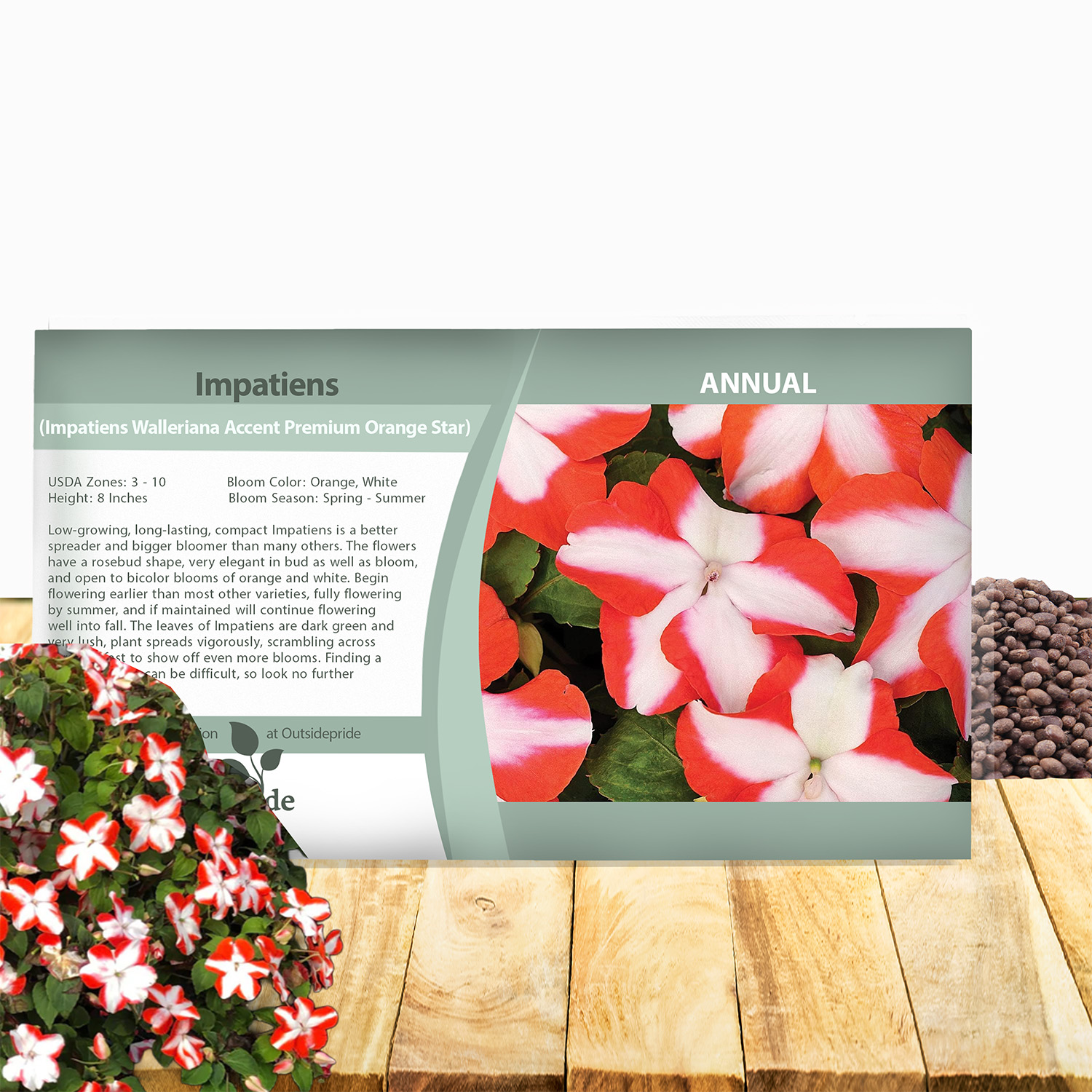 Impatiens Orange Star Seed Packet