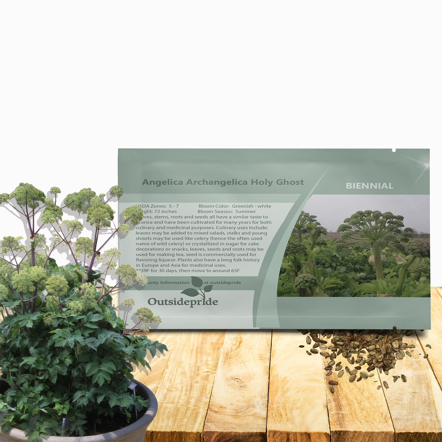 Angelica Herb Seed Packet