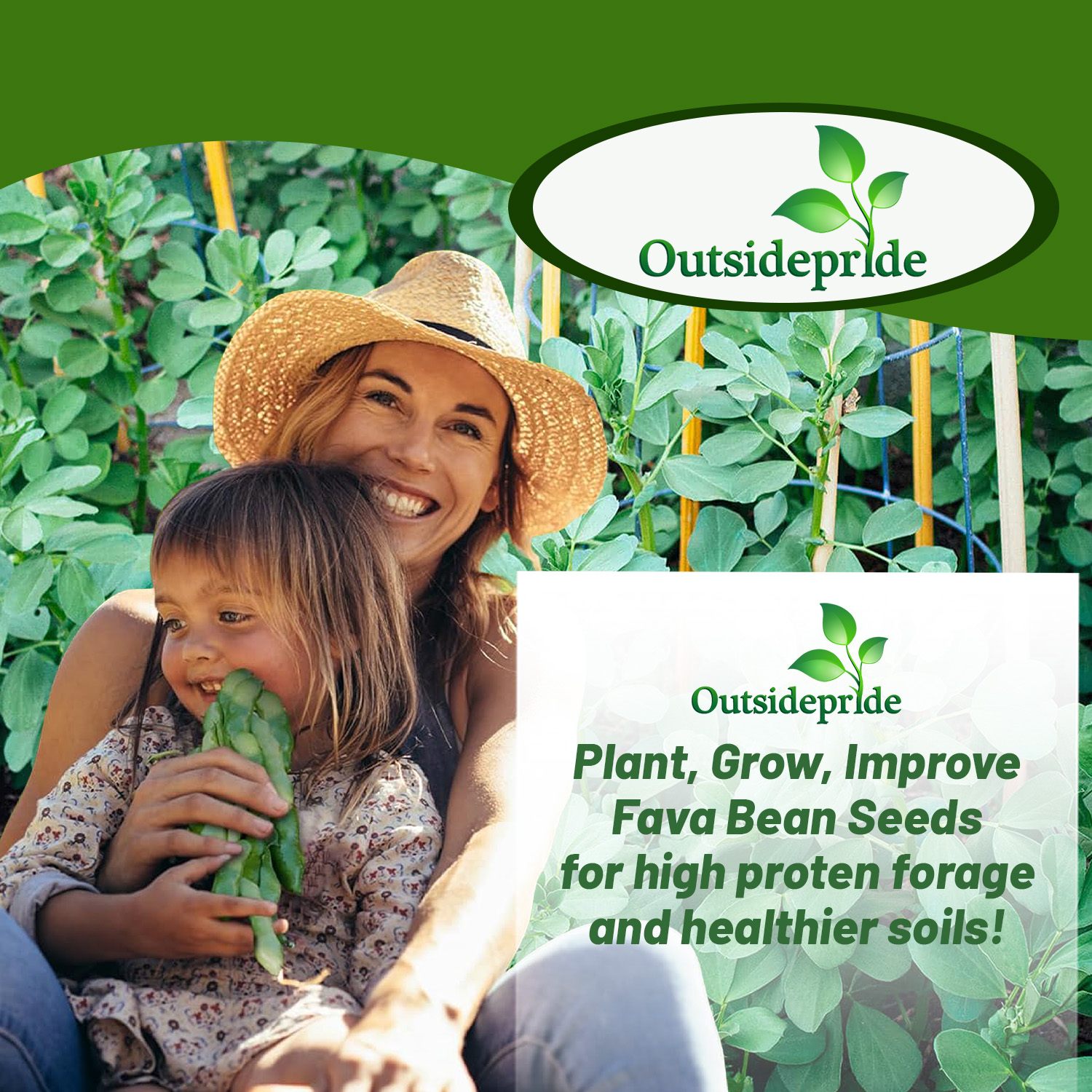 Vicia Faba Seed