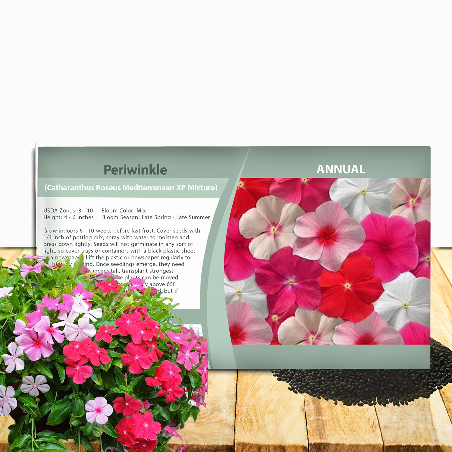 Periwinkle Mediterranean Seed Packet