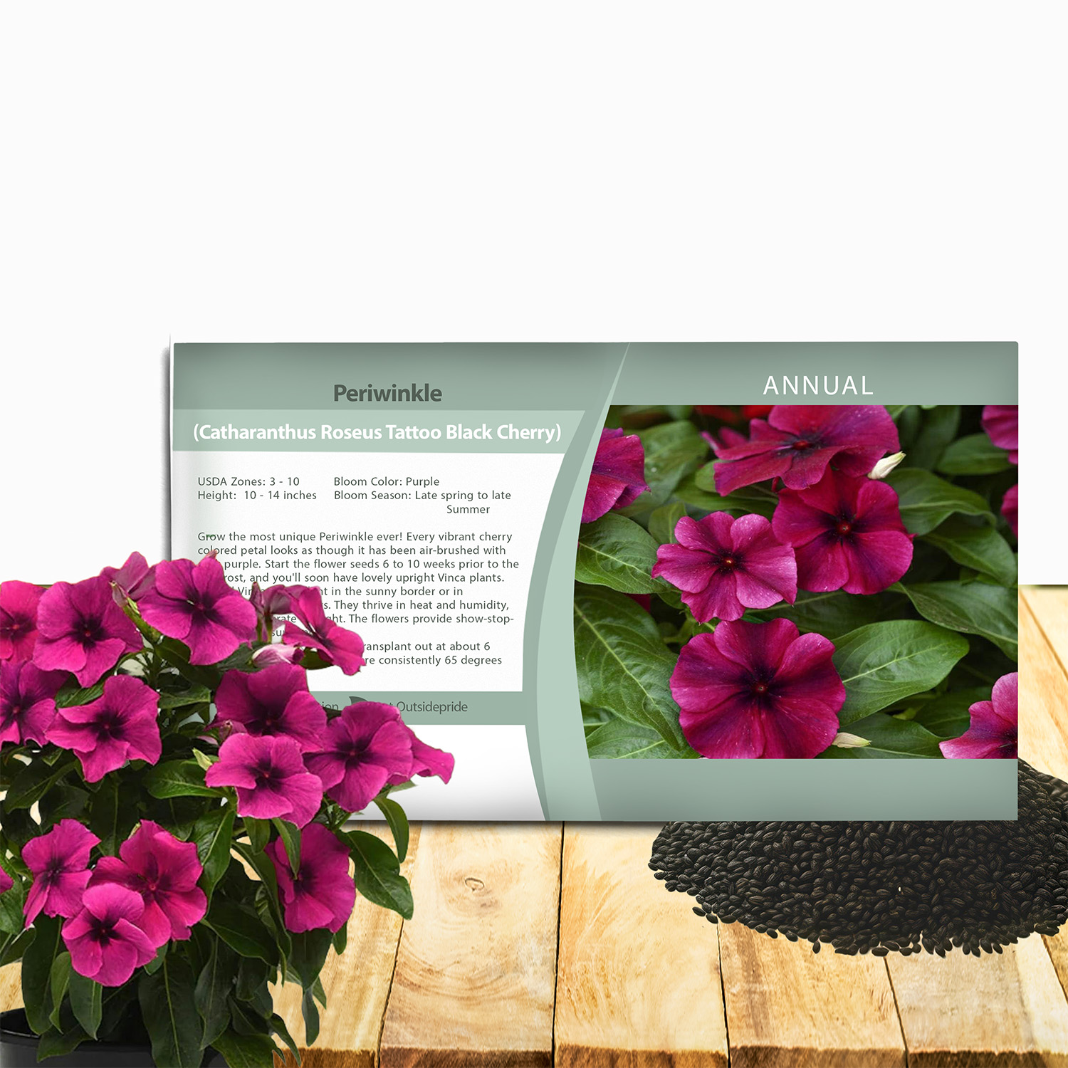 Vinca Black Cherry Seed Packet