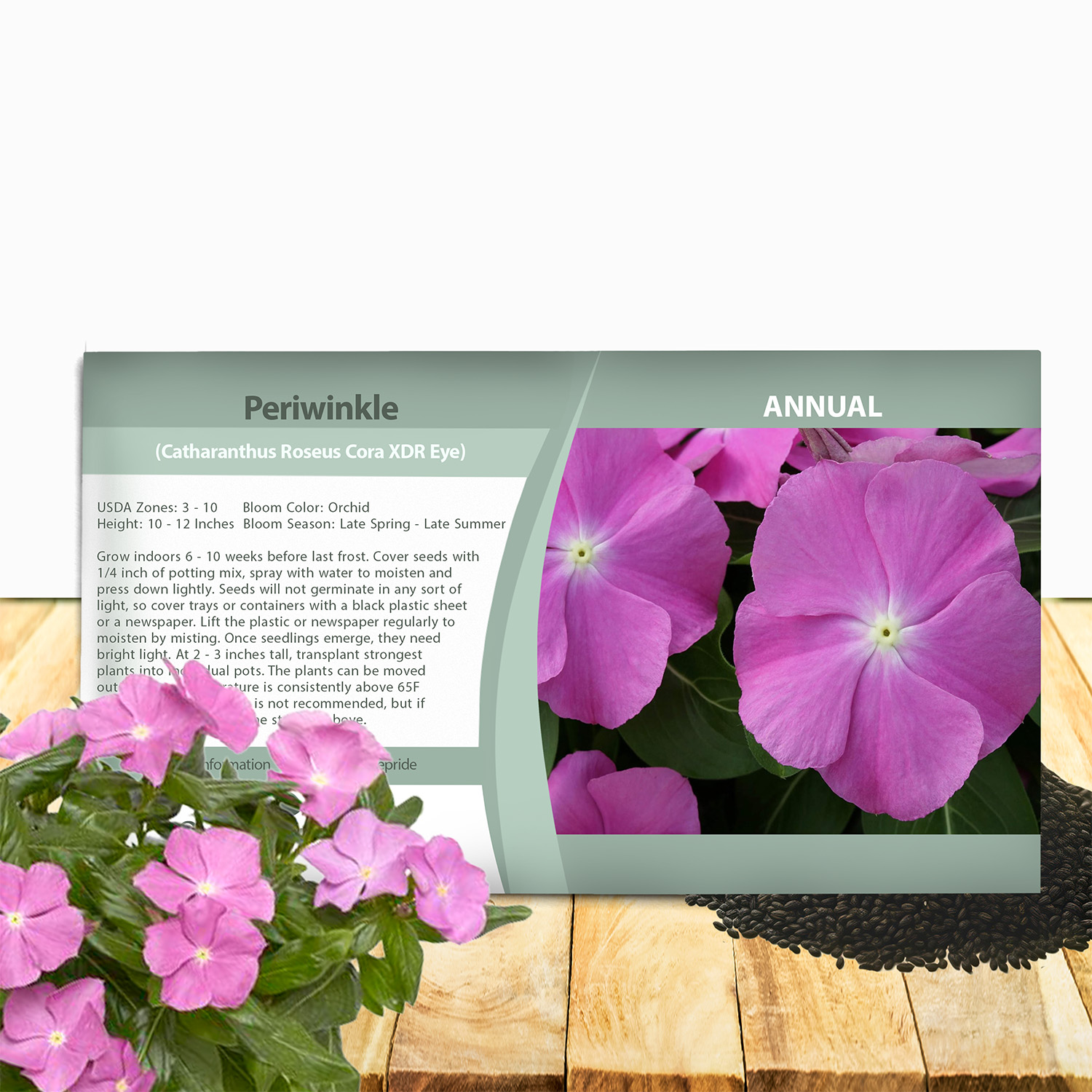 Vinca Orchid Eye Seed Packet