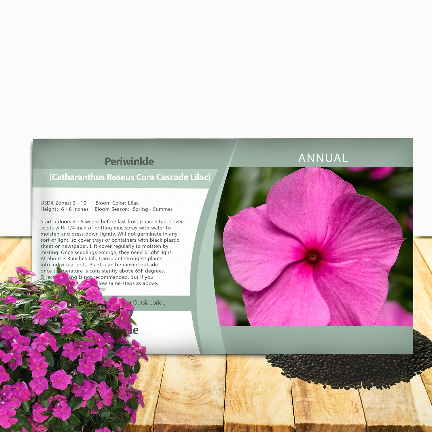 Vinca Cora Cascade Lilac Seed Packet