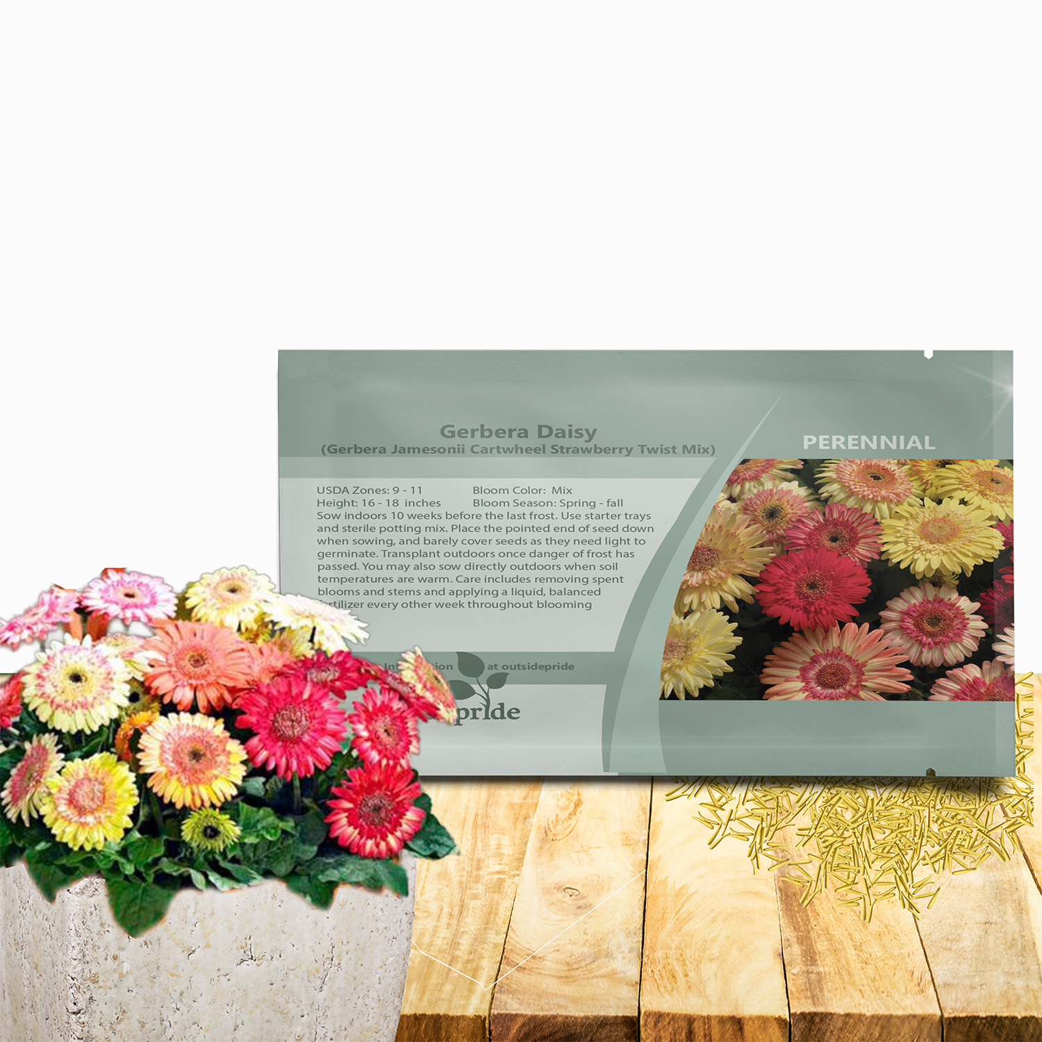 Gerbera Cartwheel Strawberry Twist Seed For Planting