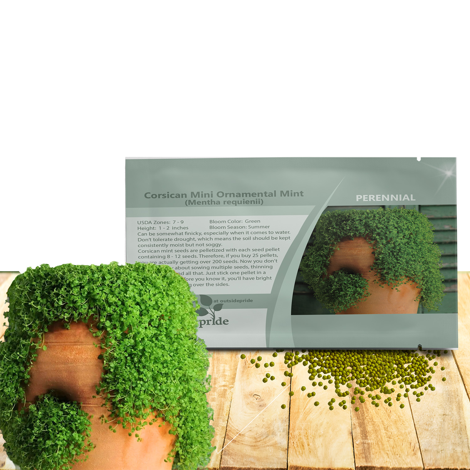 Corsican Mini Mint Seed Packet