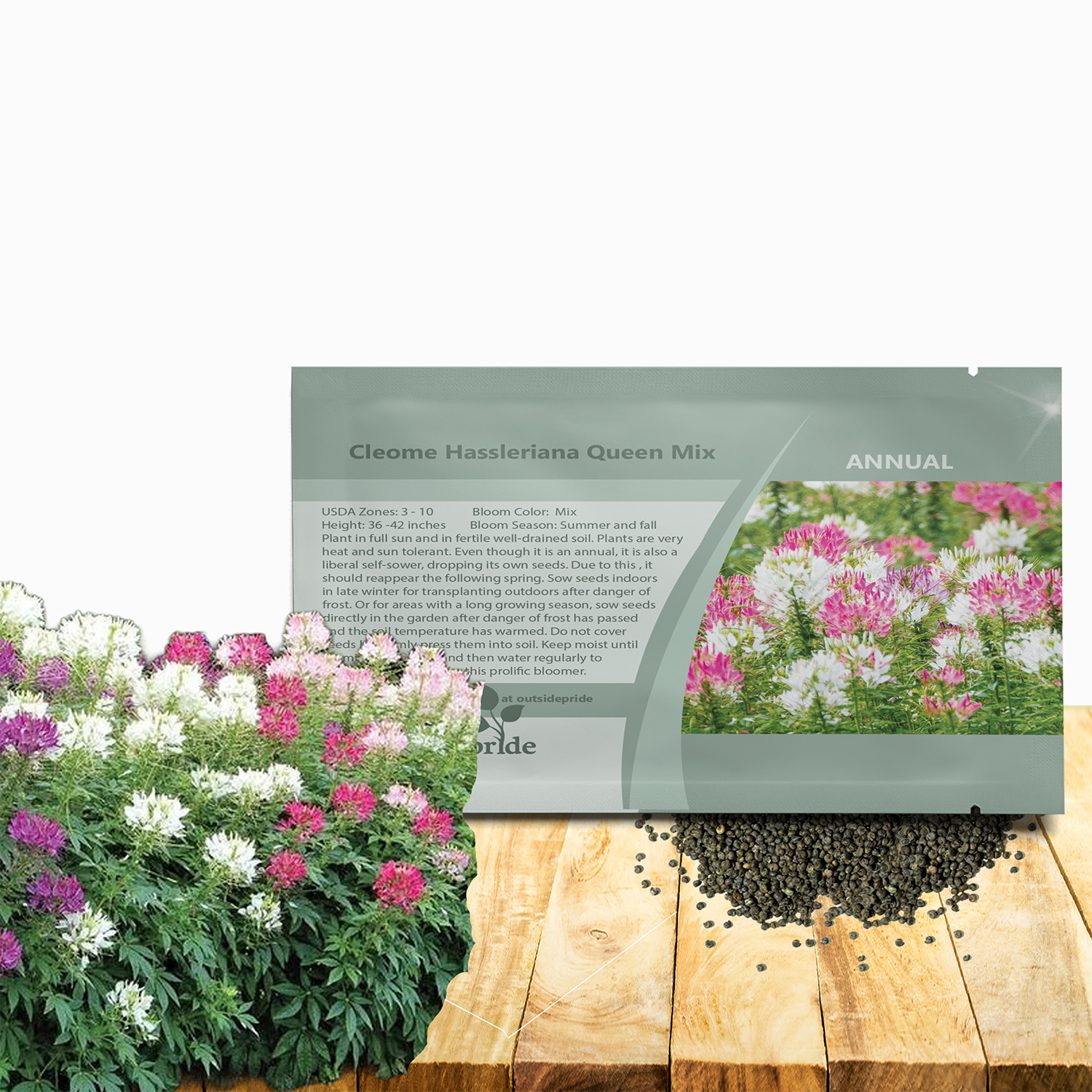 Cleome Flower Seed Mix Packet For Planting