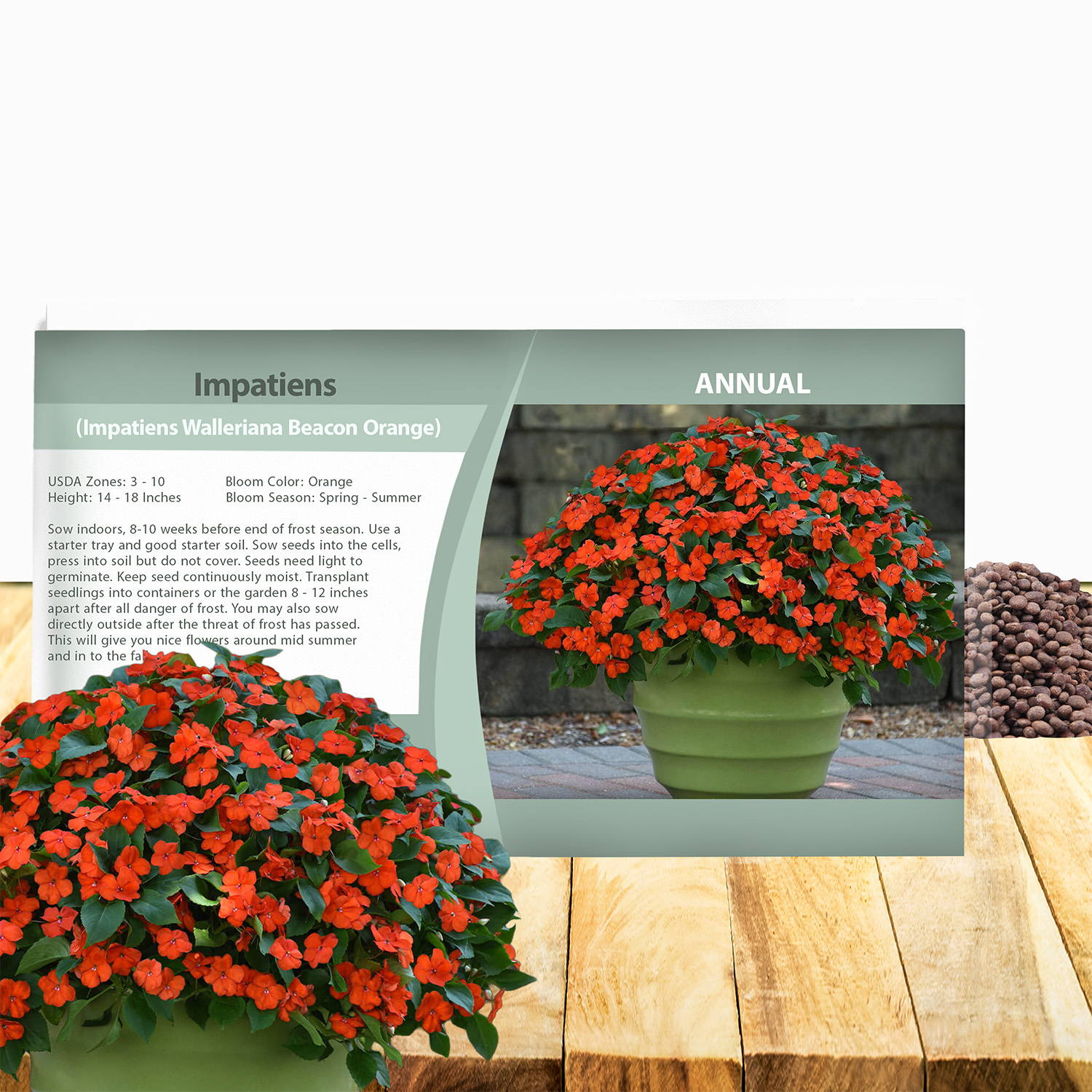 Impatiens Beacon Orange Seed Packet