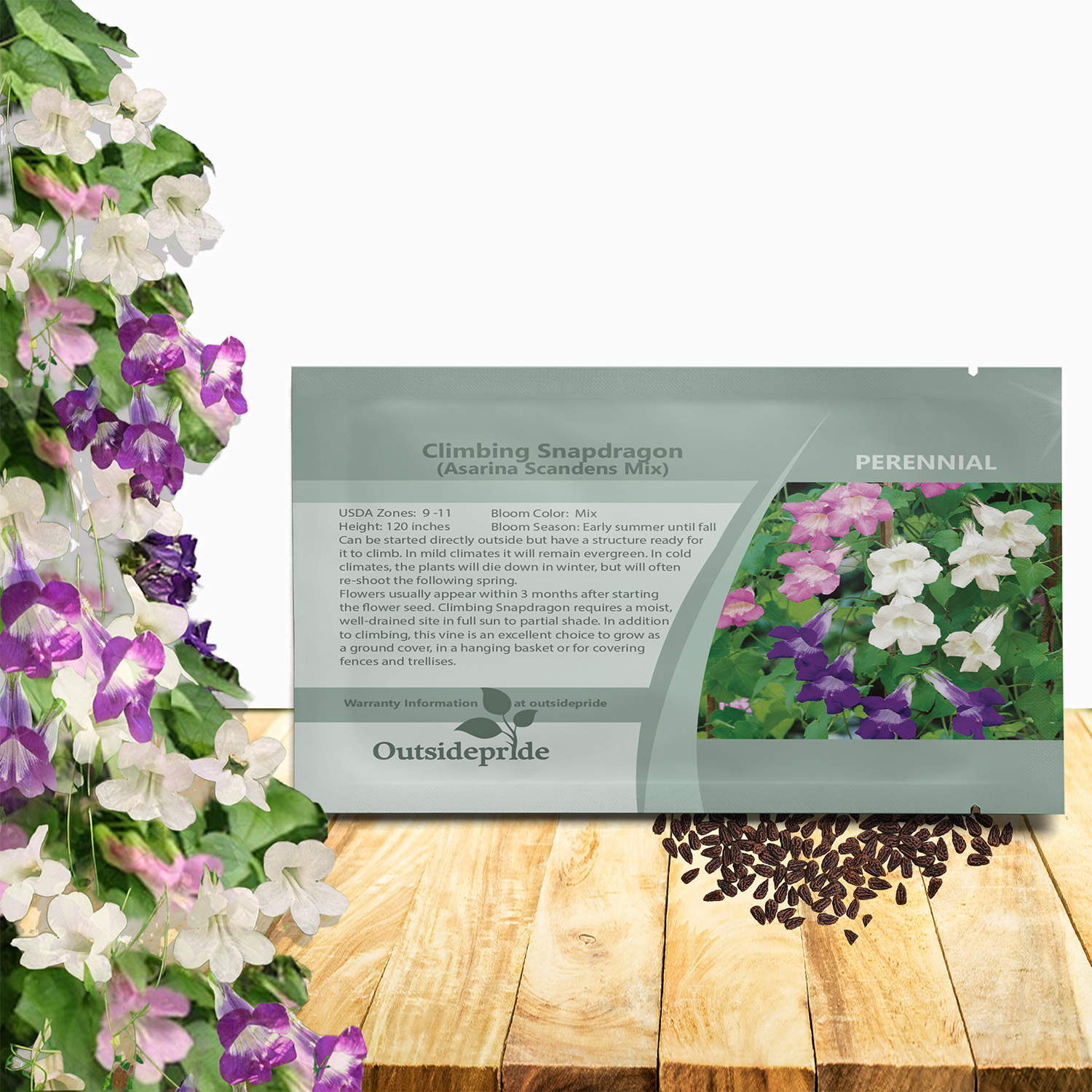 Asarina Flower Seed Packet Mix