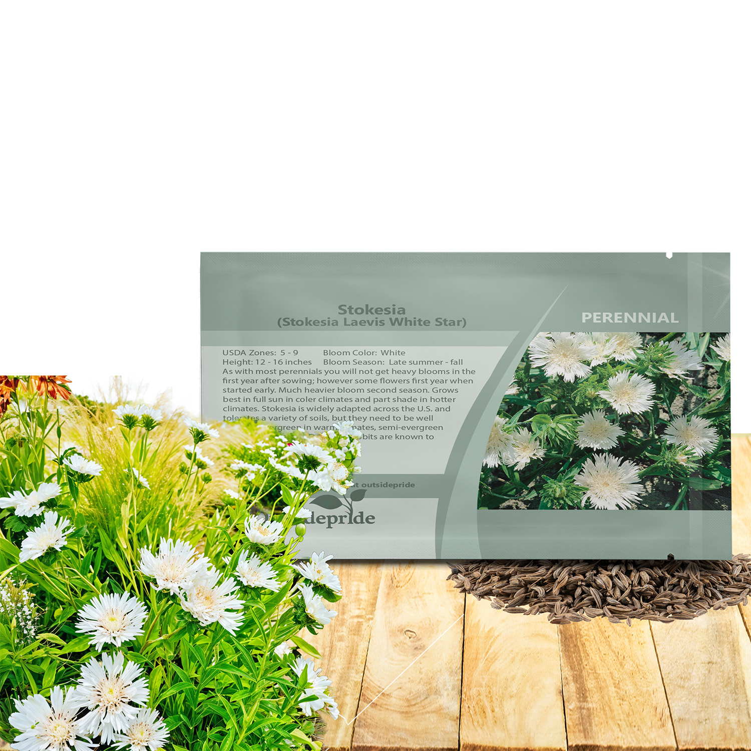 Stokesia White Flower Seeds For Planting