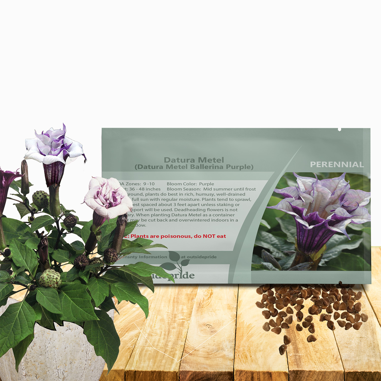 Datura Metal Purple Seed Packet For Planting