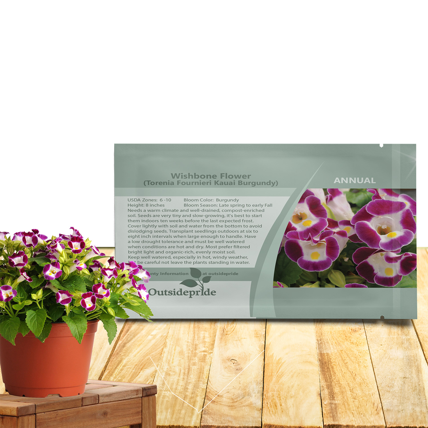 Torenia Burgundy Wishbone Flower Seeds For Planting