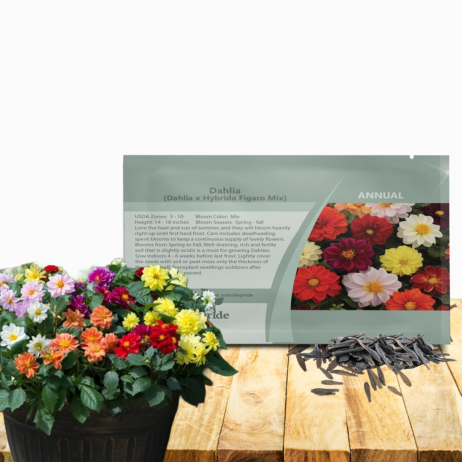 Dahlia Figaro Flower Seed Packet Mix For Planting